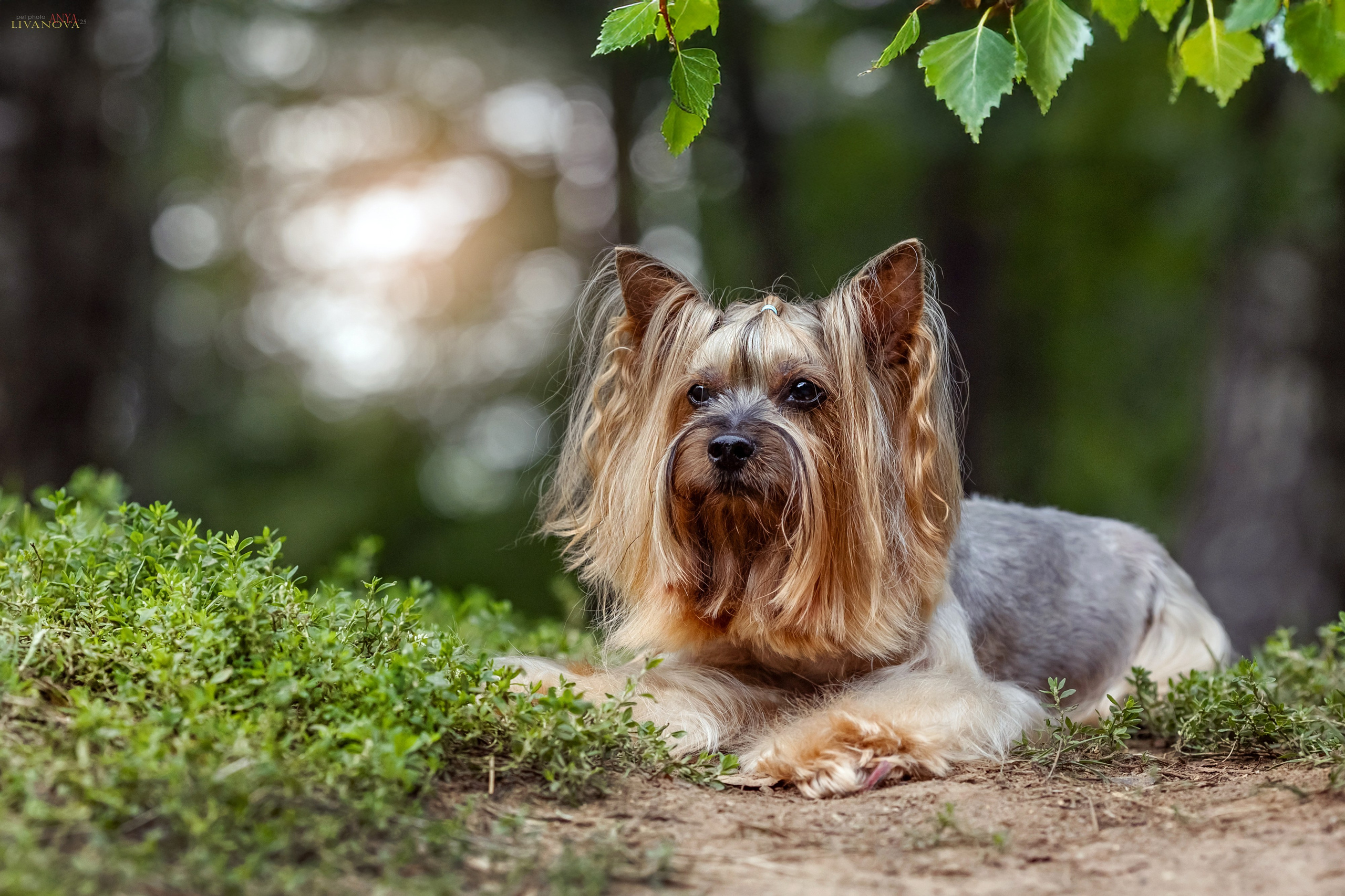 Катя + Астин и Олаф. Фотограф анималист Аня Ливанова | Рыбинск