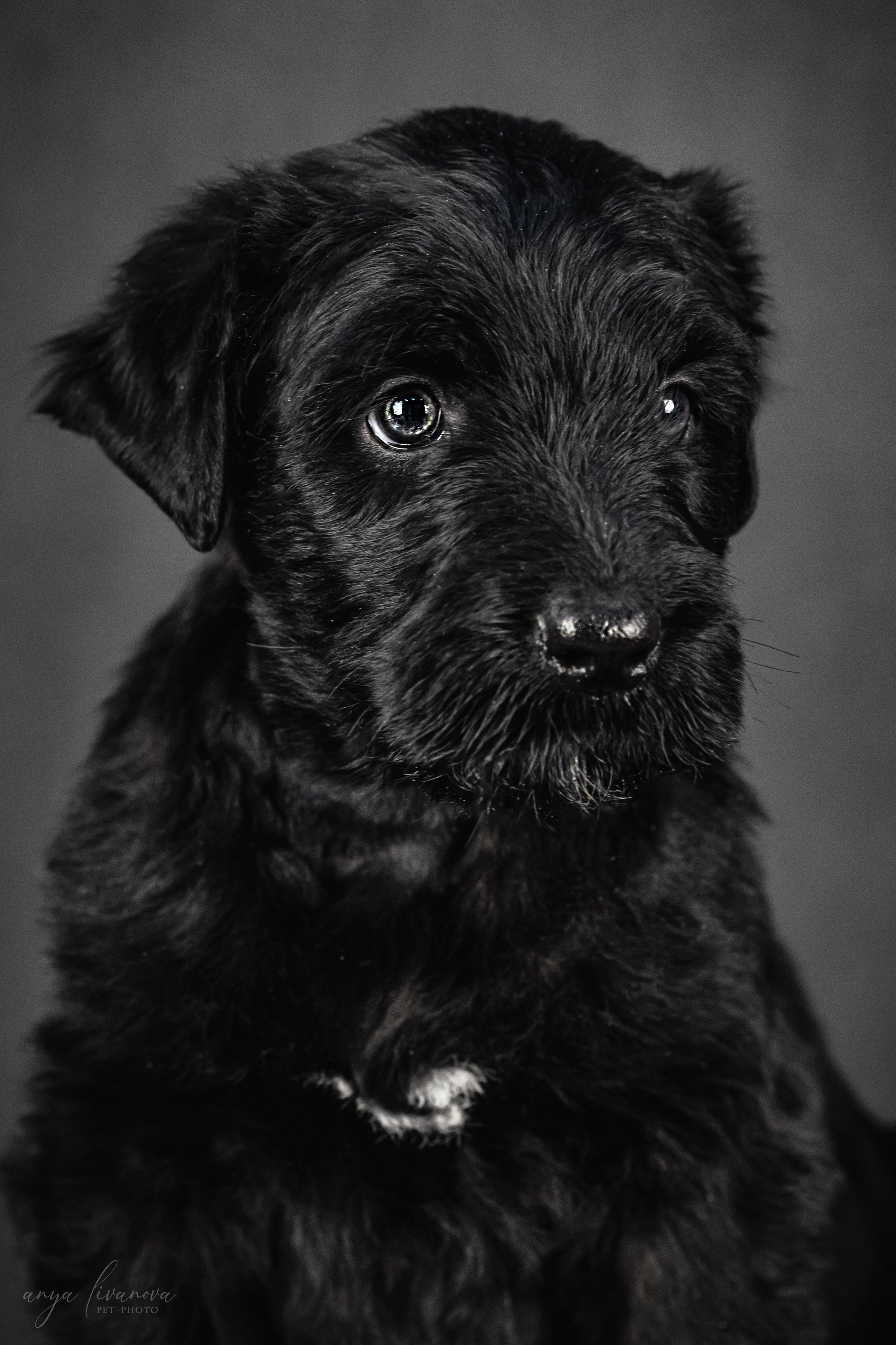 РЧТ. Фотограф анималист Аня Ливанова | Рыбинск