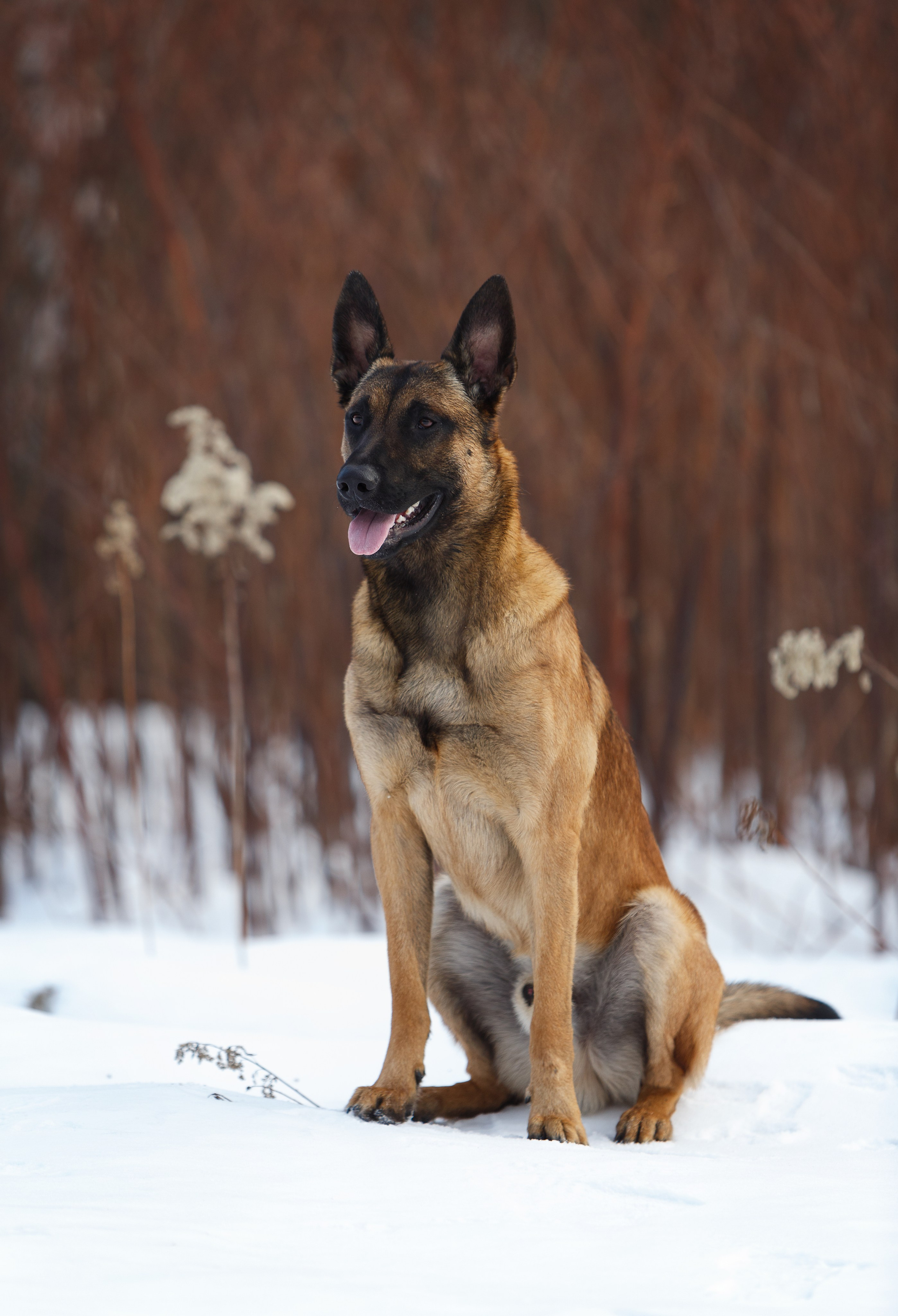 Драгон. Фотограф-анималист в Москве, МО и Владимире