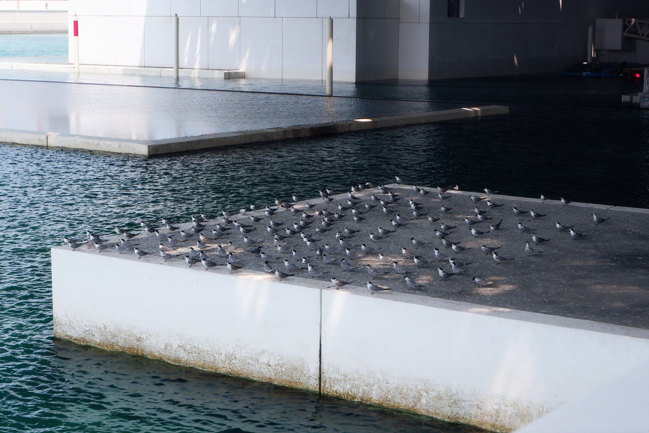 UAE. ANNA — PHOTOGRAPHER