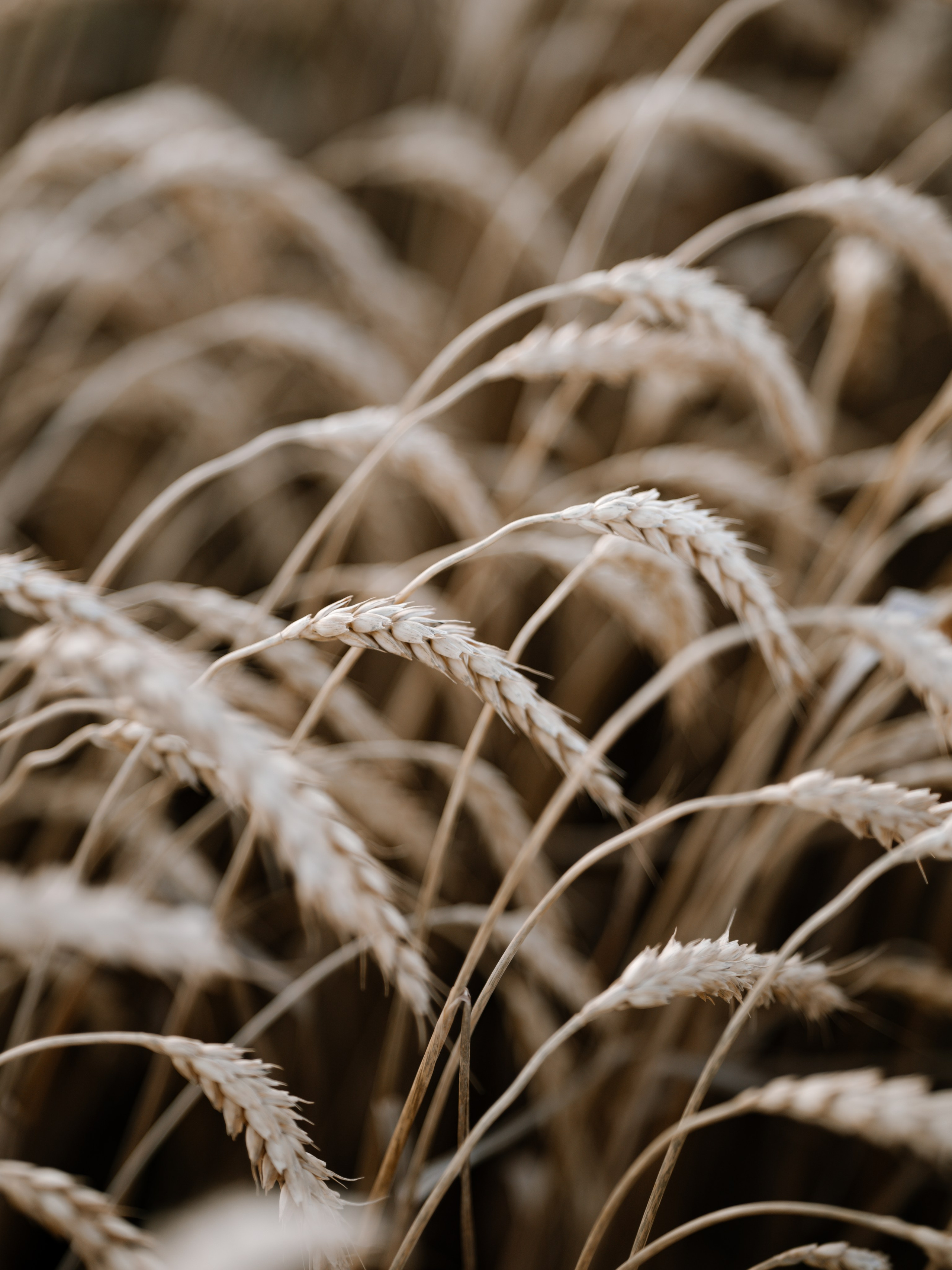 Семейные фотосессии…. Свадебный и семейный фотограф в Краснодаре, Анапе