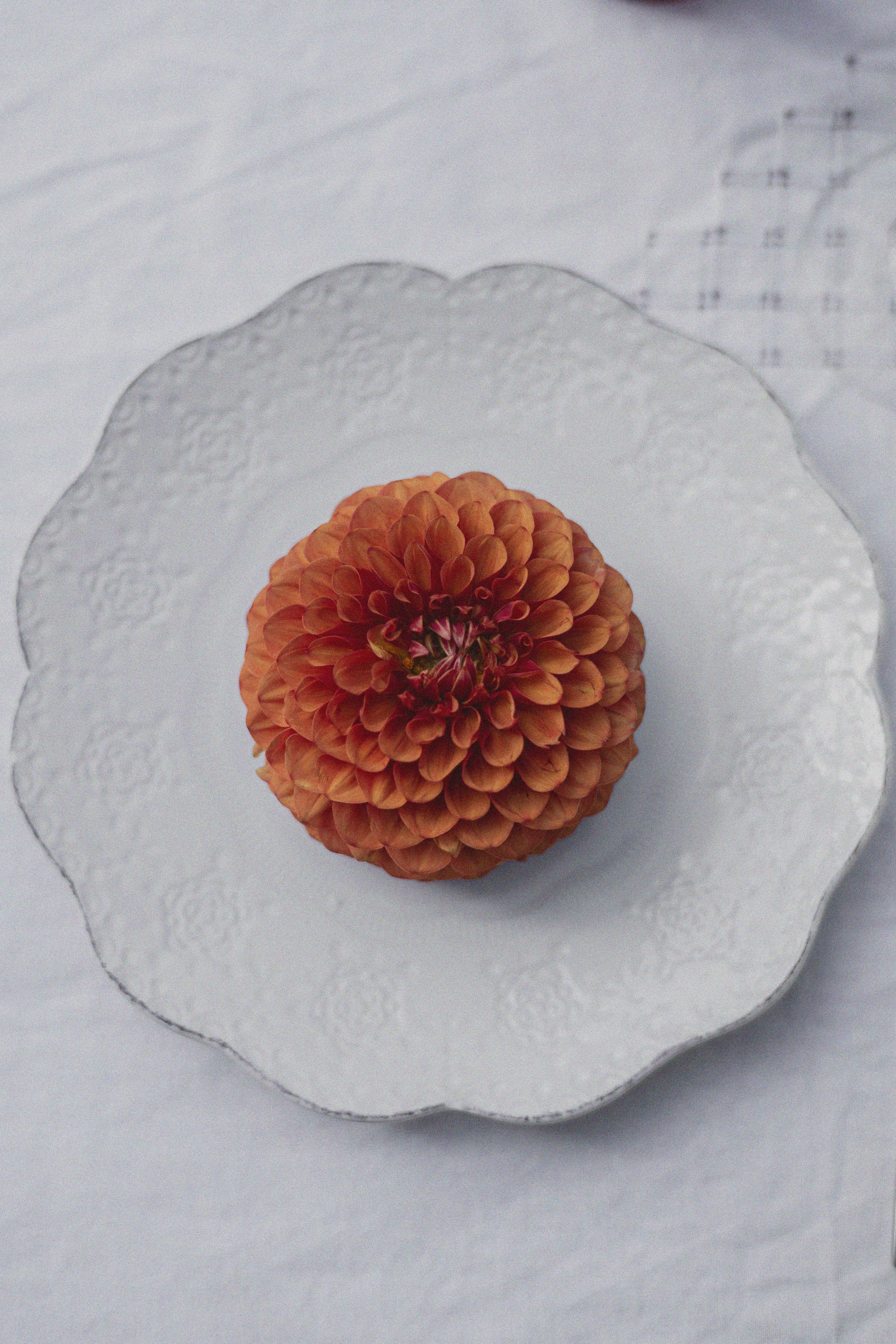 ДИНИЯ. Фотограф Элла Ефимова