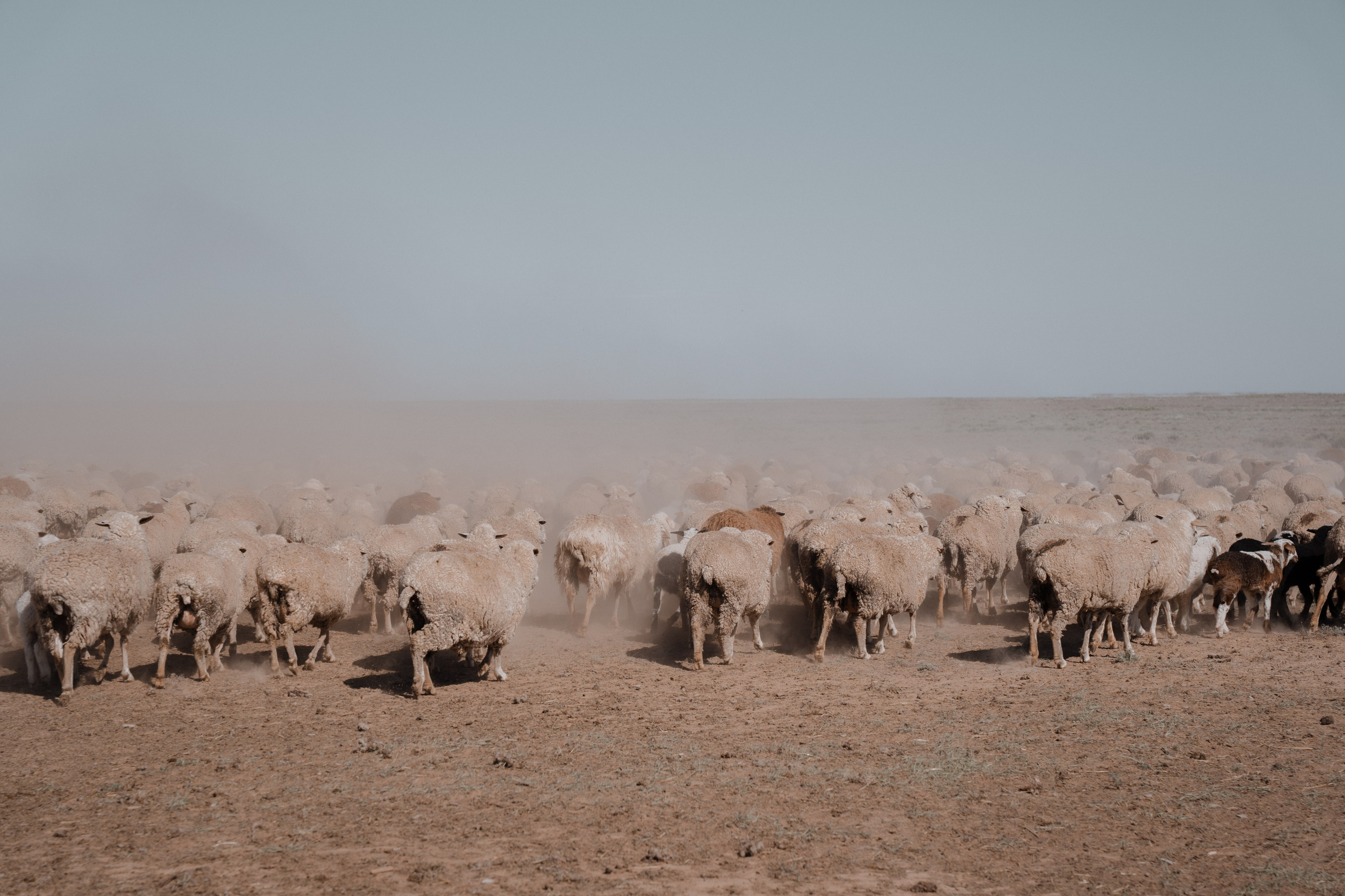 Калмыкия I Май 2024. Commercial photographer Natalia Bychkova