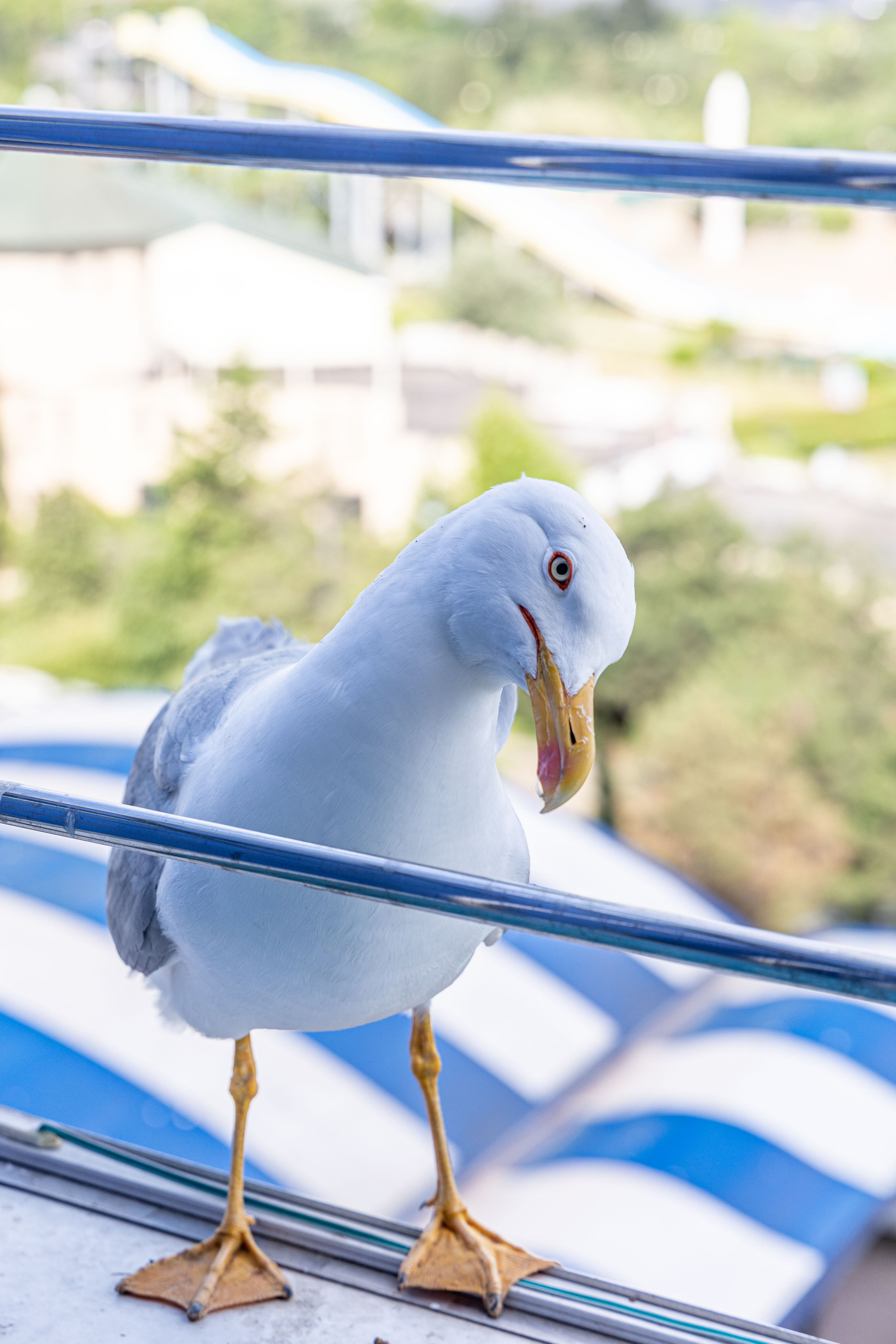 Фотограф Татьяна Марсуверских г. Жуковский, Москва и Мо. Репортажные съёмки, фотосессии,  фотограф анималист, фотосъёмка животных. Фотограф для маркетплейсов, фотоуслуги в Жуковском Татьяна Марсуверских