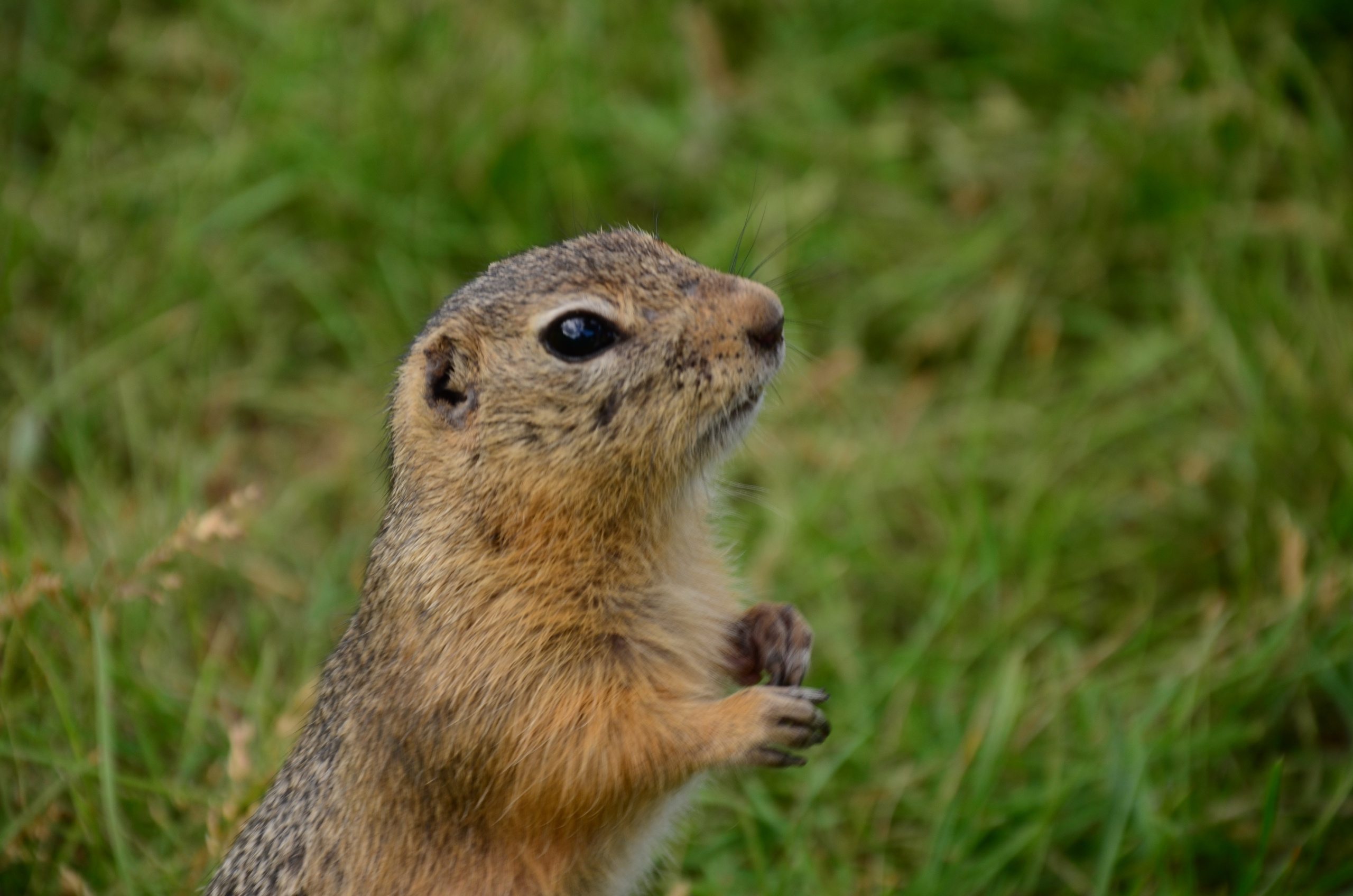 Дары природы. Фотограф viktor viktor