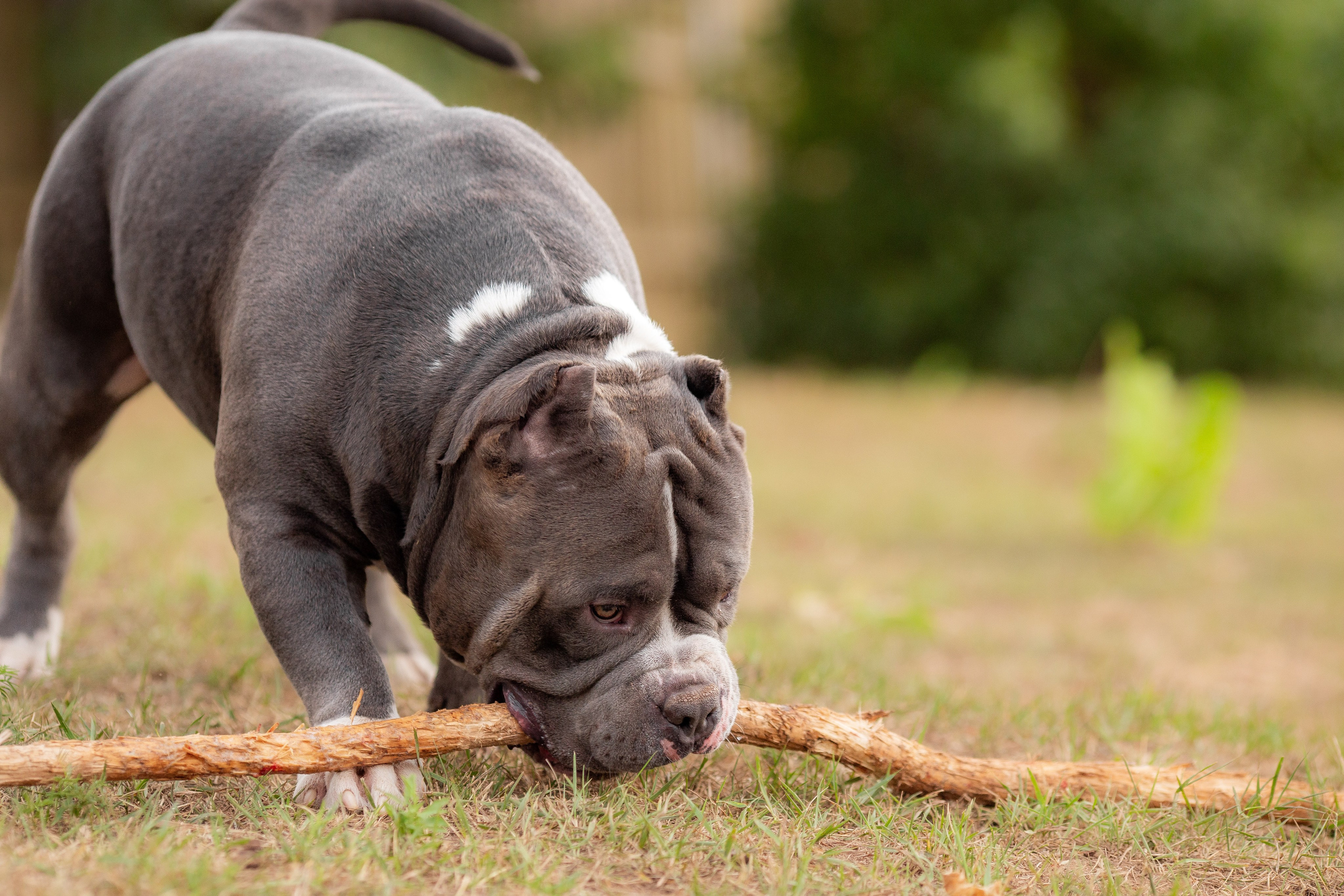 Наталья и булли. Фотограф Анималист в Перми Анастасия Остерман
