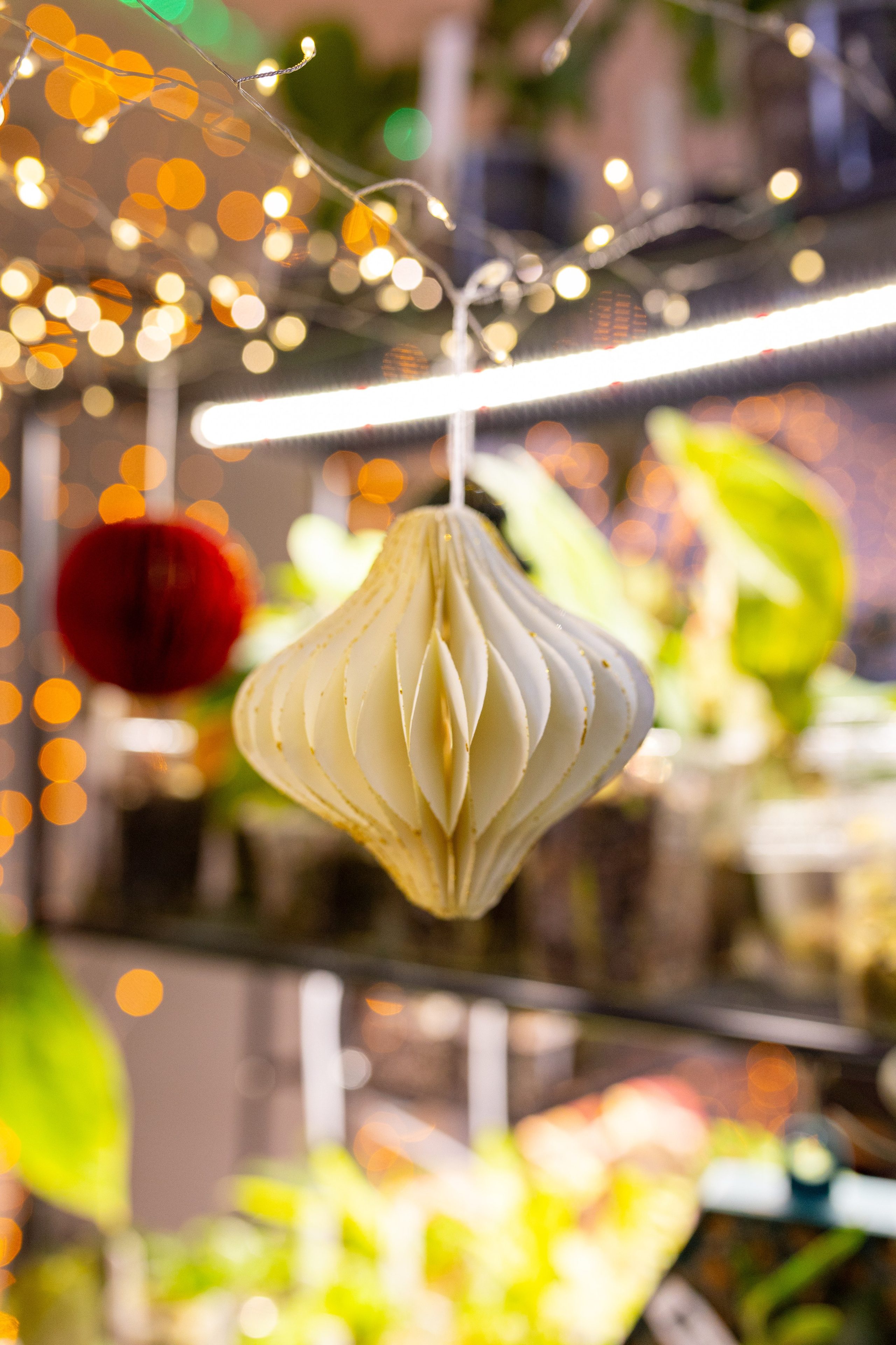 Орхидиум 12.2025. Александра Куликова фотограф, Москва