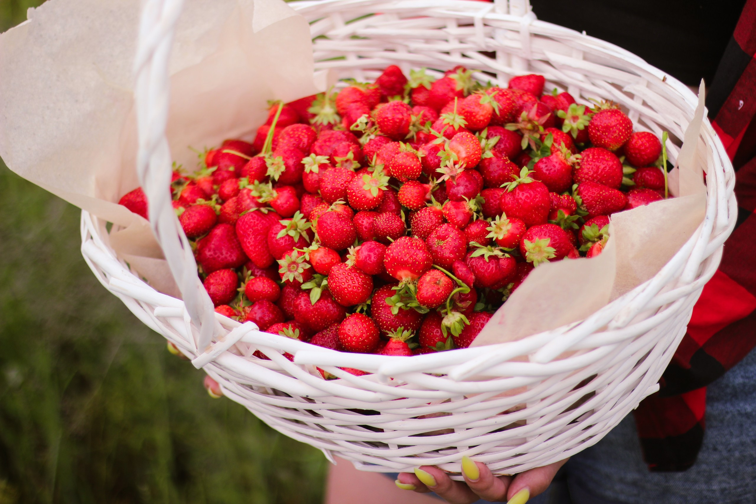 Клубничная ферма. Виктория Федотова | Фотограф и визуал-специалист в Самаре