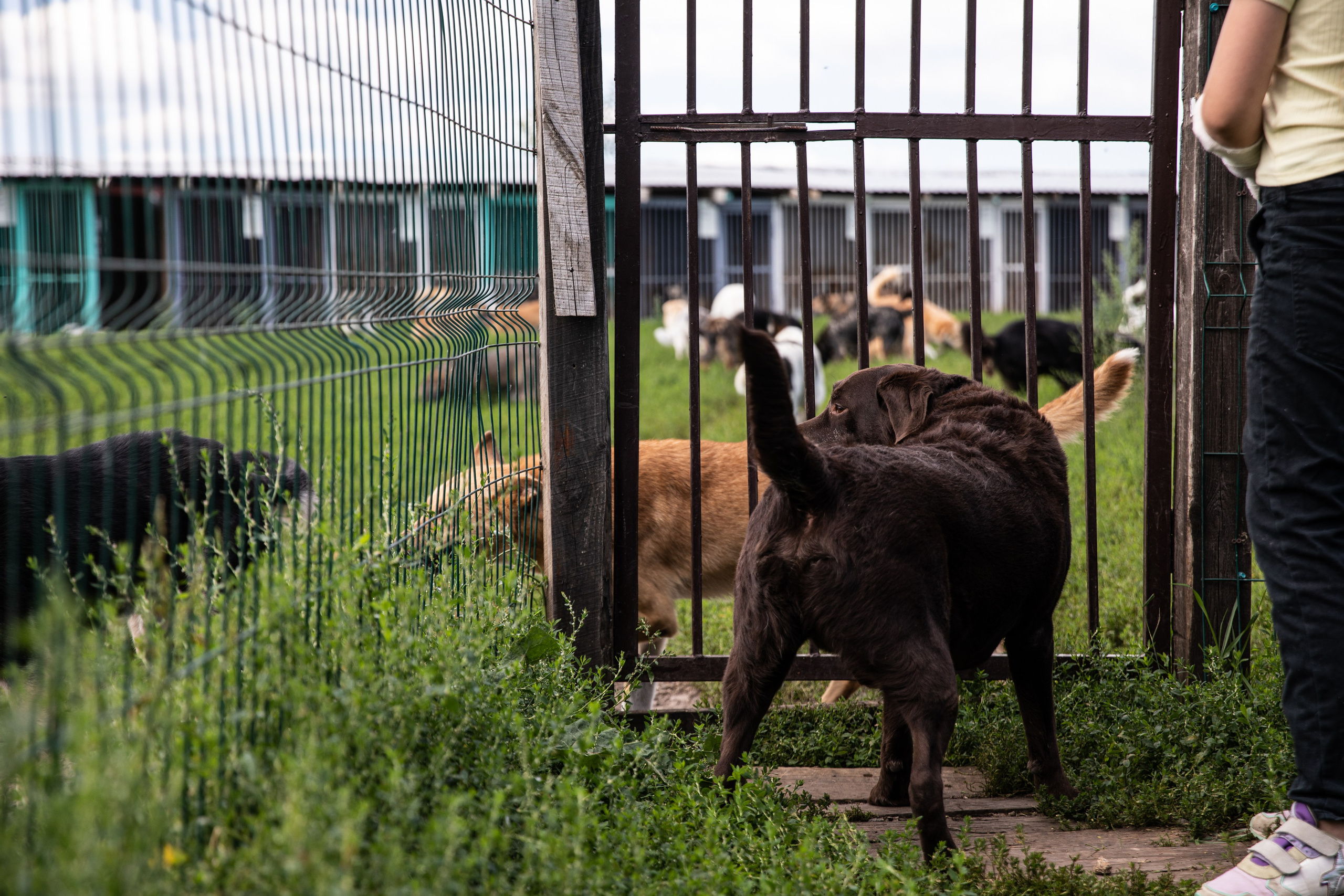 Приют — Наш дом. Репортажный и свадебный фотограф в Челябинске Елисеев Павел