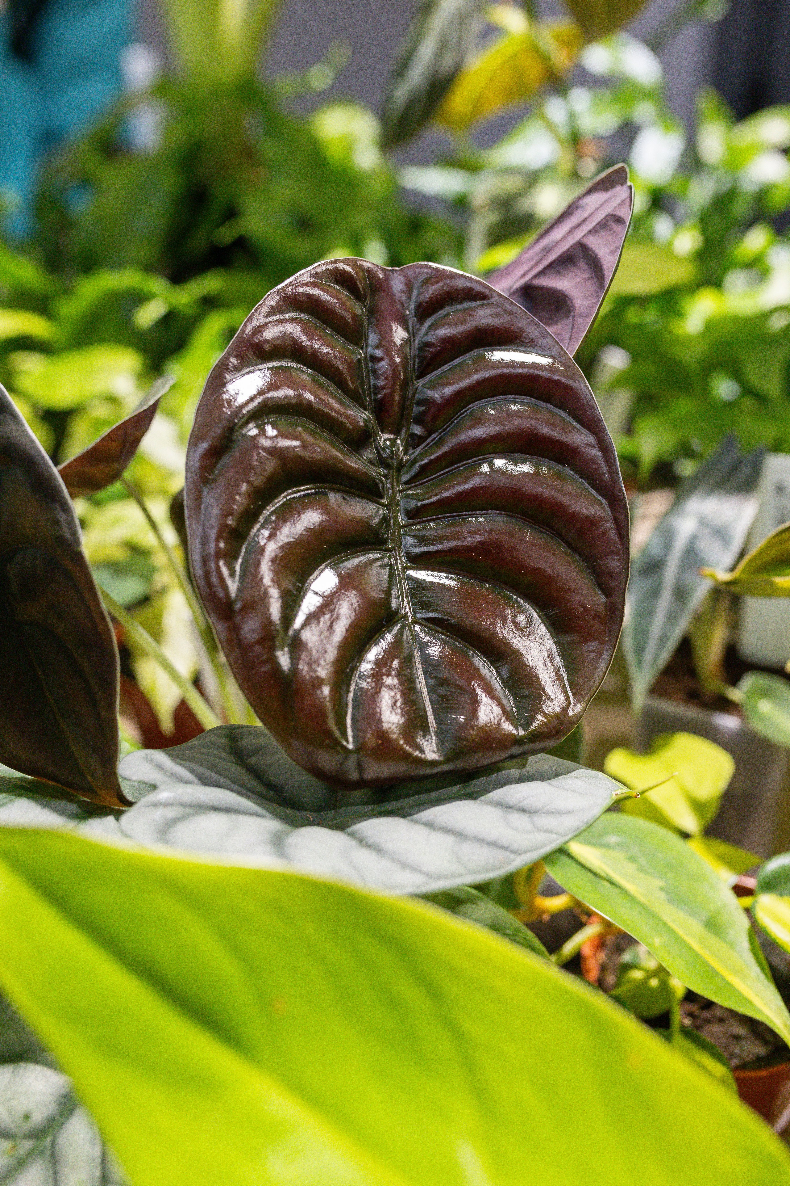 Ярмарка Green Rare 20.09.25. Александра Куликова фотограф, Москва