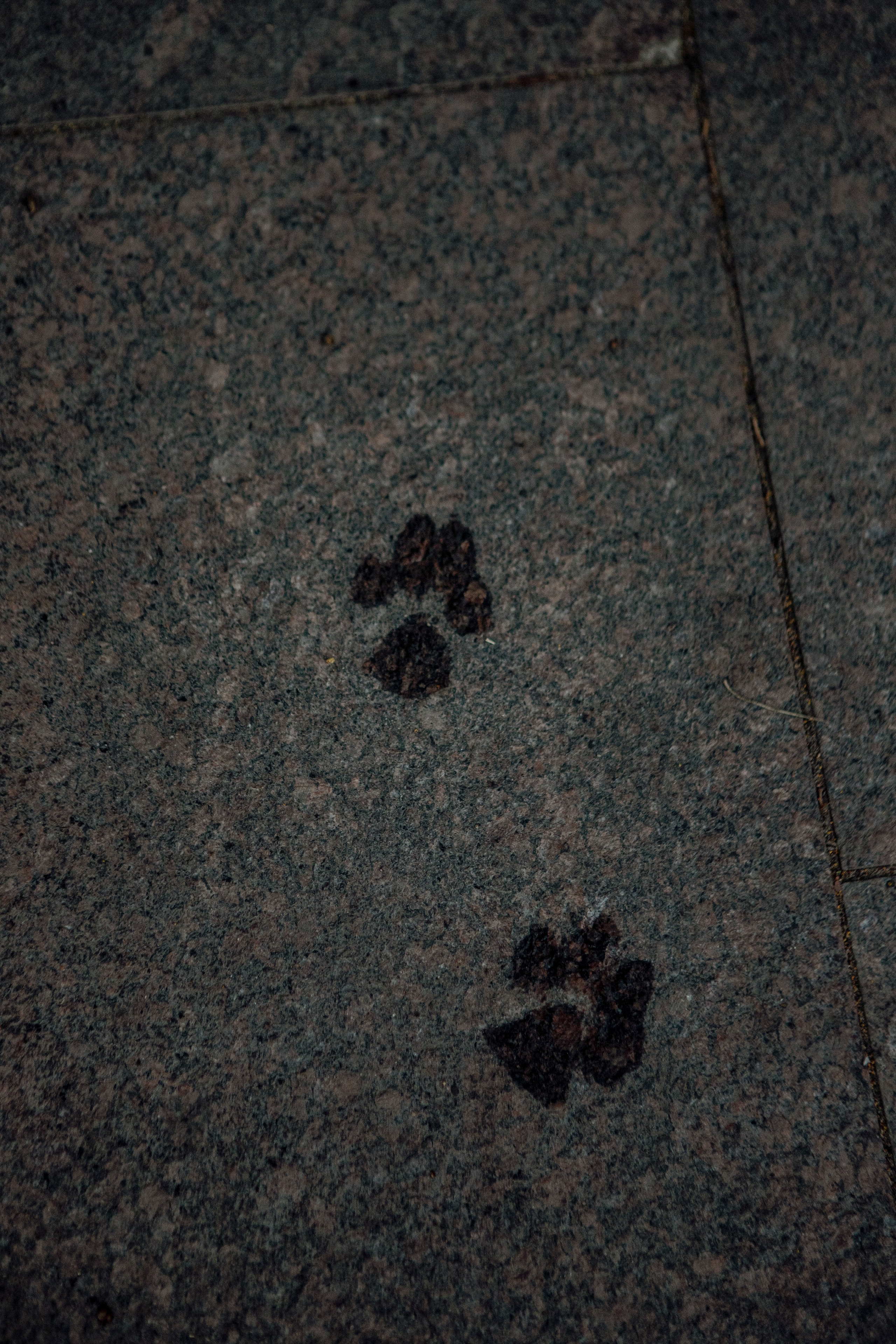 Женя и Сара. Фотограф-анималист в Санкт-Петербурге Алина Яхонт