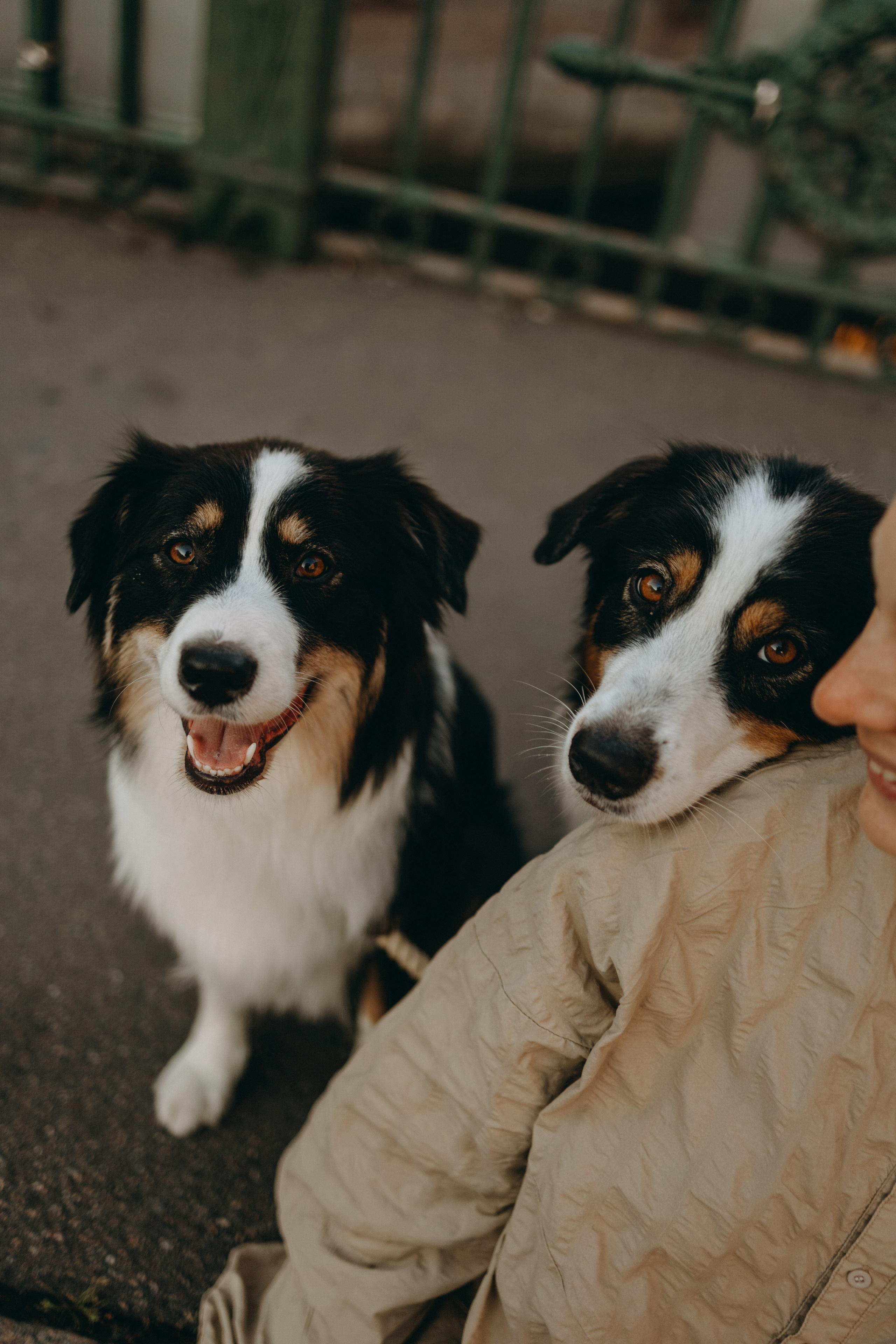 Катя и ее девочки. Фотограф — Анималист | Санкт-Петербург