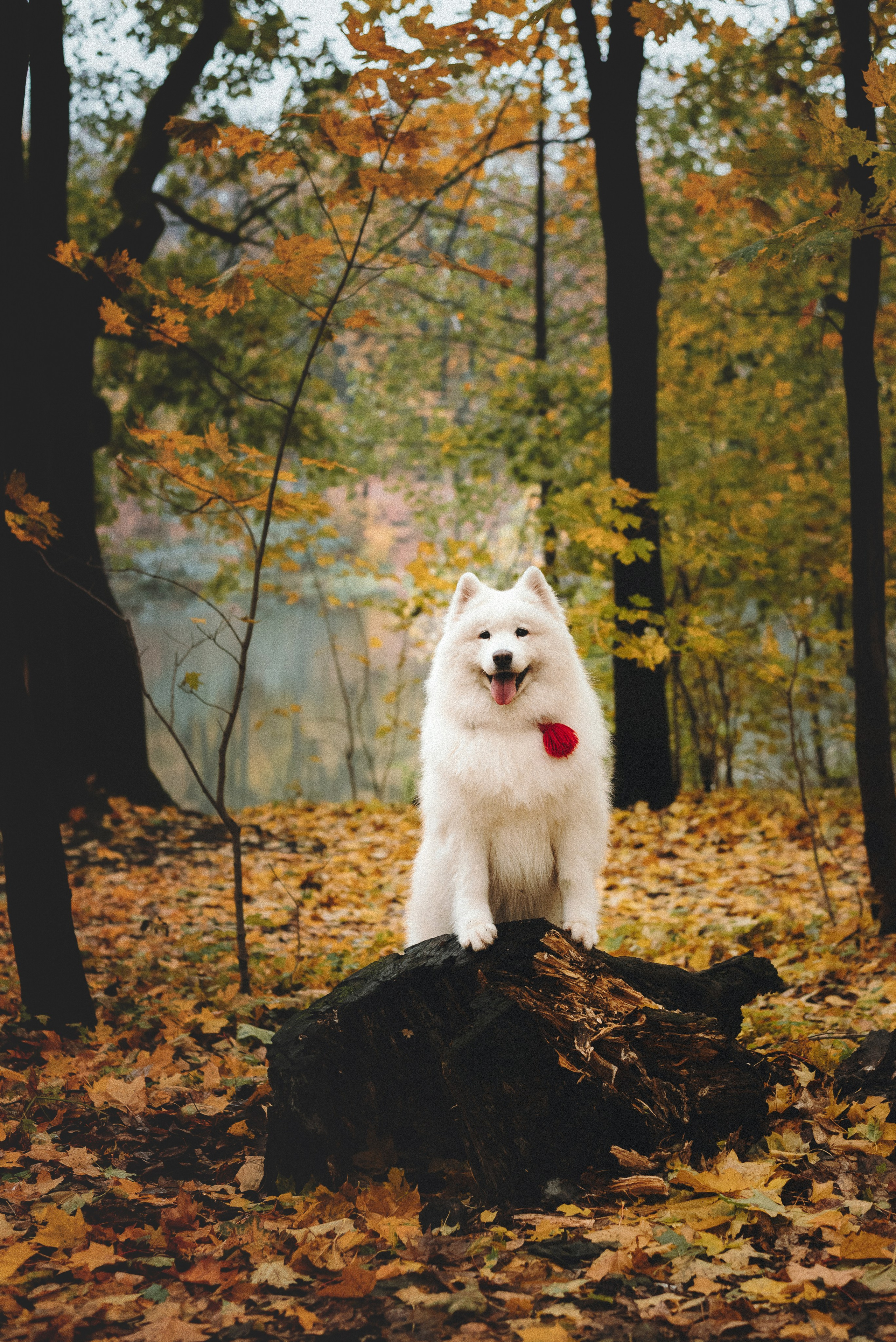 Valya & Varya. Natalia Finch Photography — Family, Kids & Pet Photographer in Chicago, IL