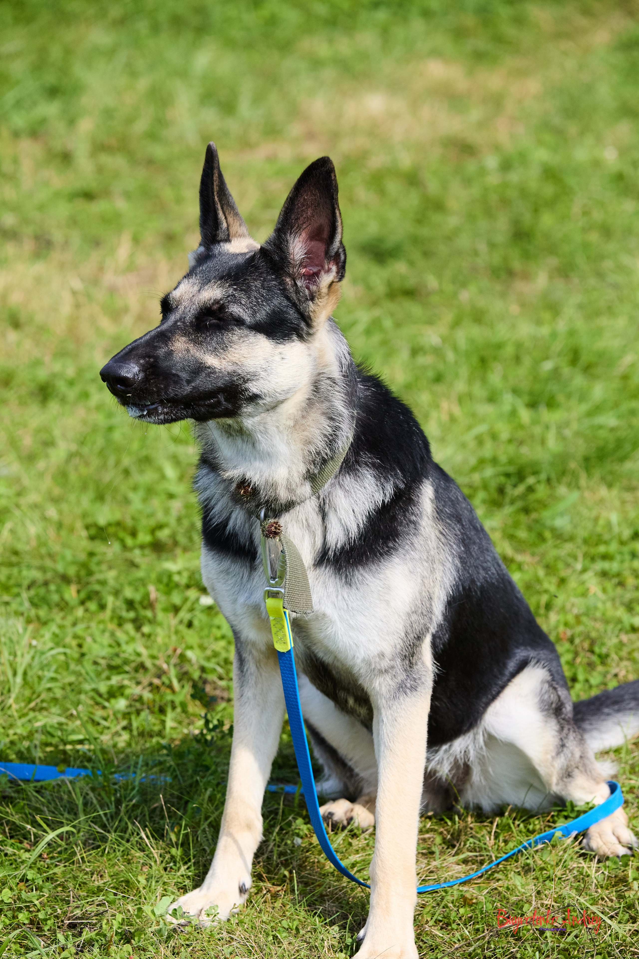 Проект фотопрогулка с хвостиком. Buyvolenko Andrey