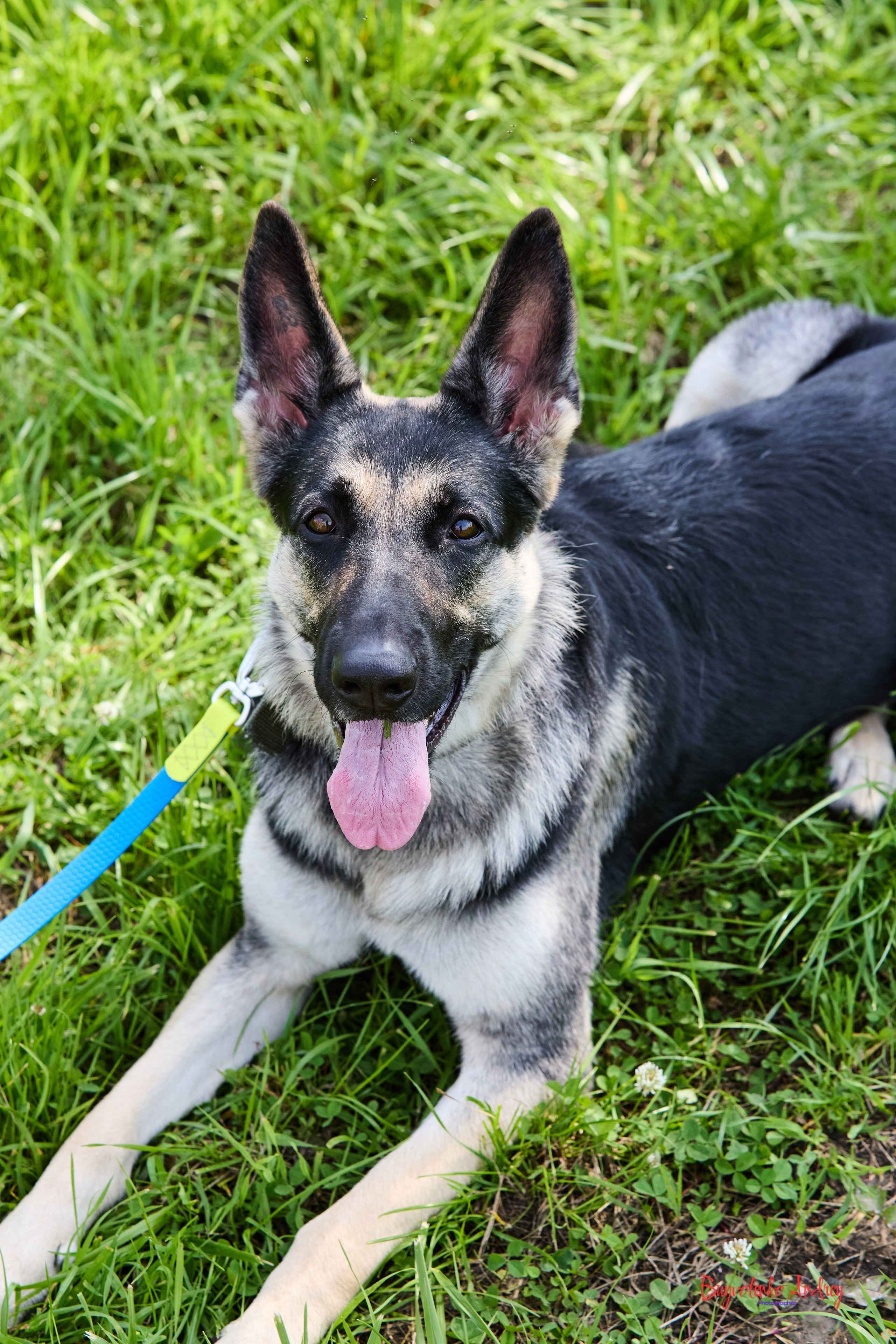 Проект фотопрогулка с хвостиком. Buyvolenko Andrey