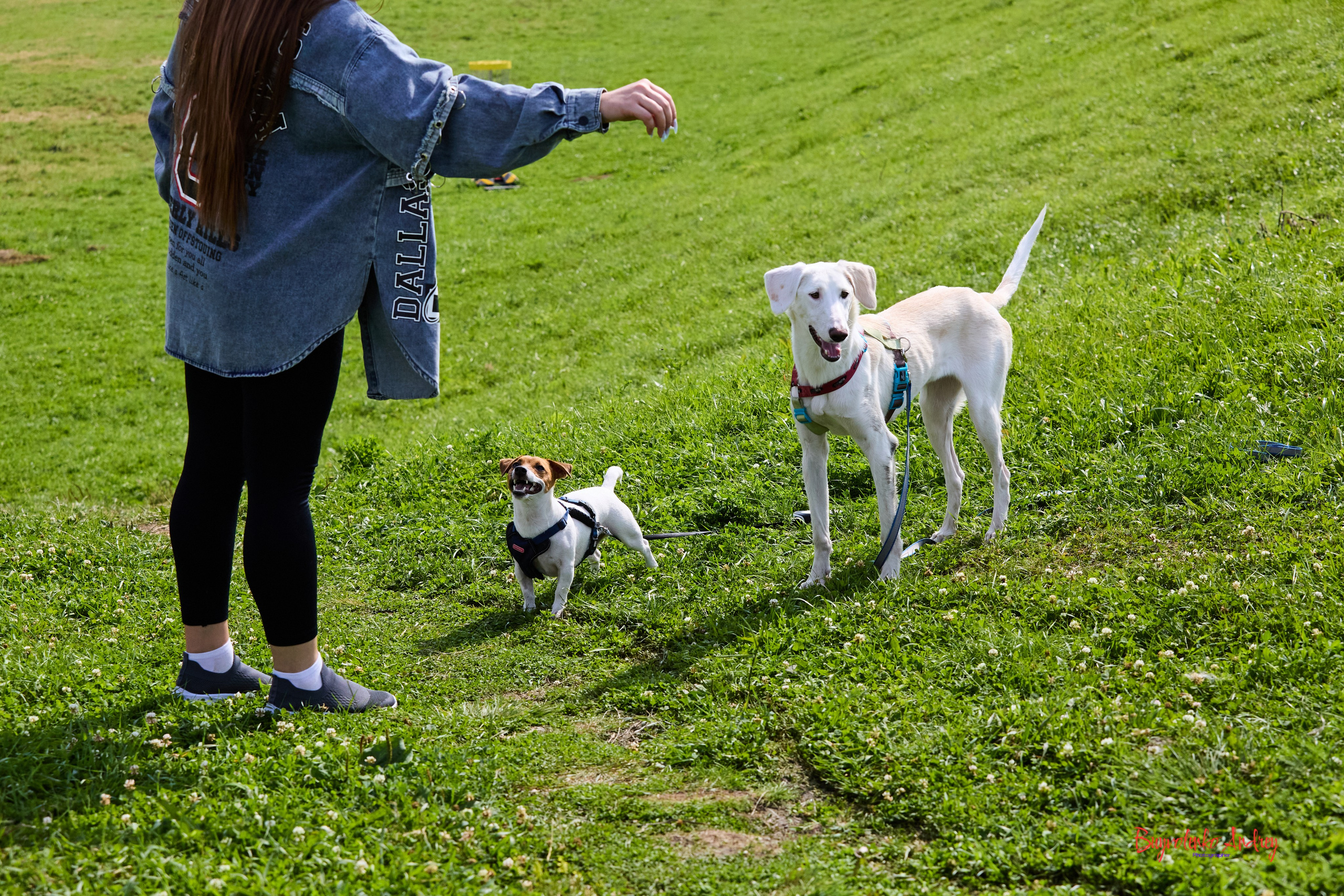 Проект фотопрогулка с хвостиком. Buyvolenko Andrey