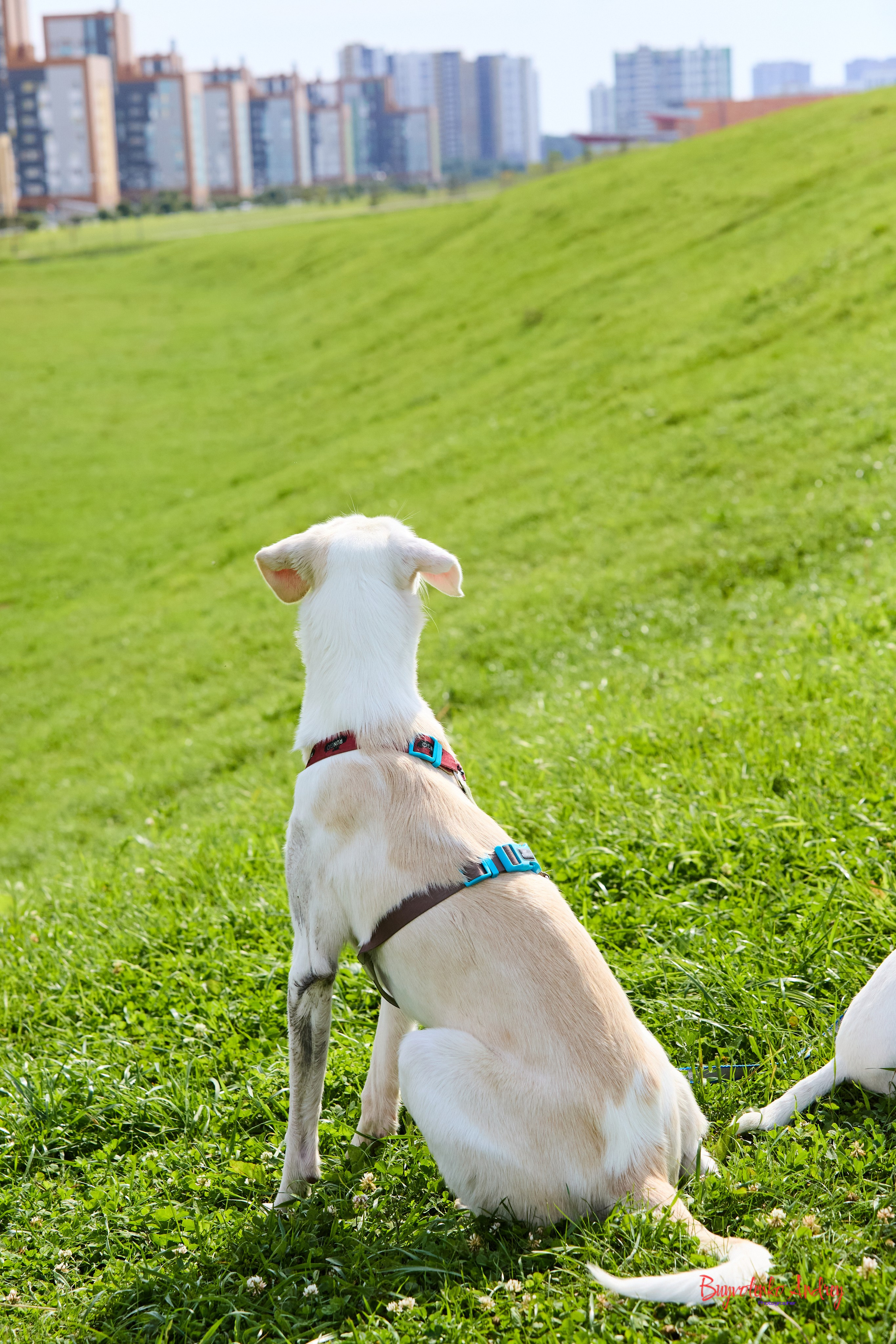 Проект фотопрогулка с хвостиком. Buyvolenko Andrey