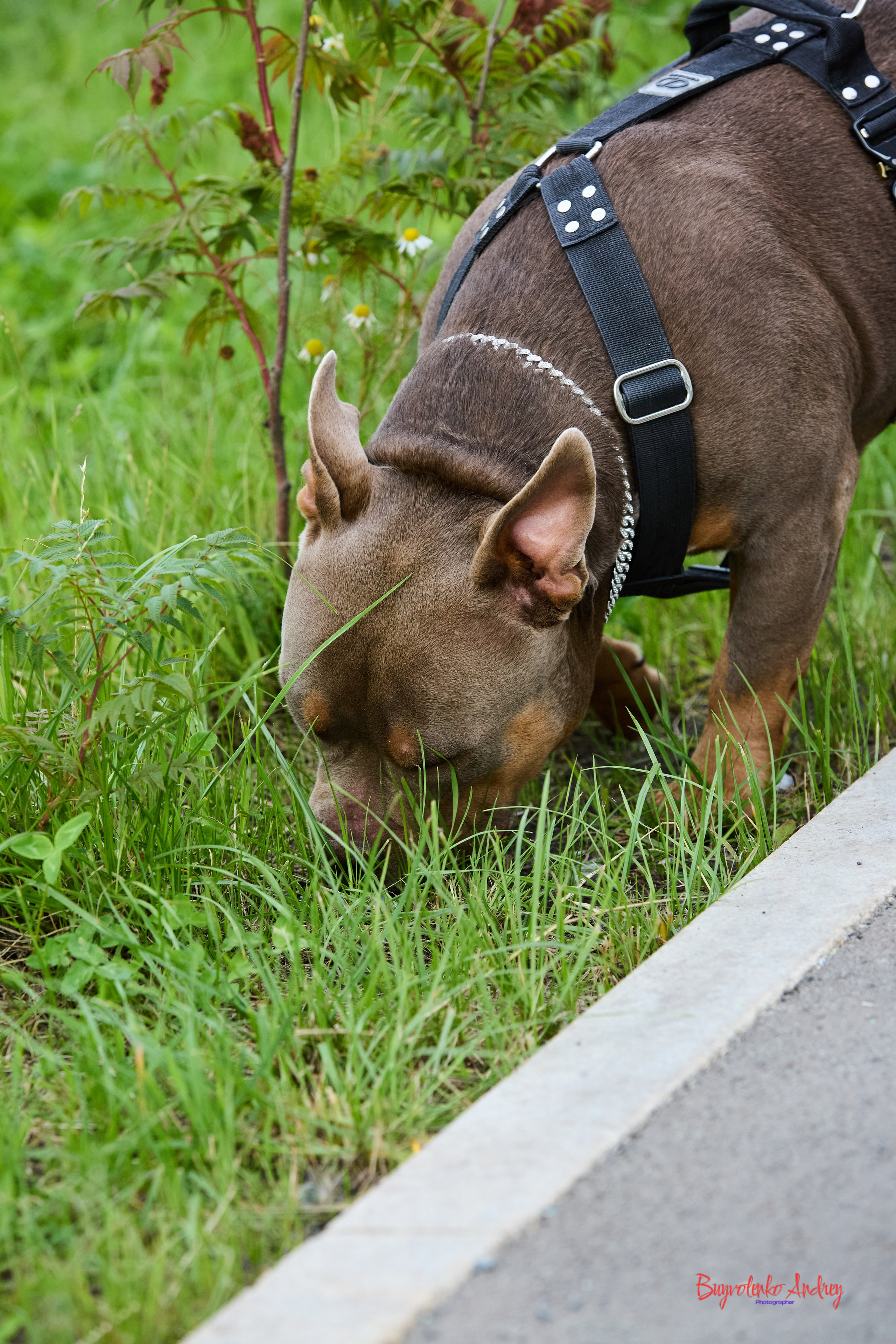 Проект фотопрогулка с хвостиком. Buyvolenko Andrey