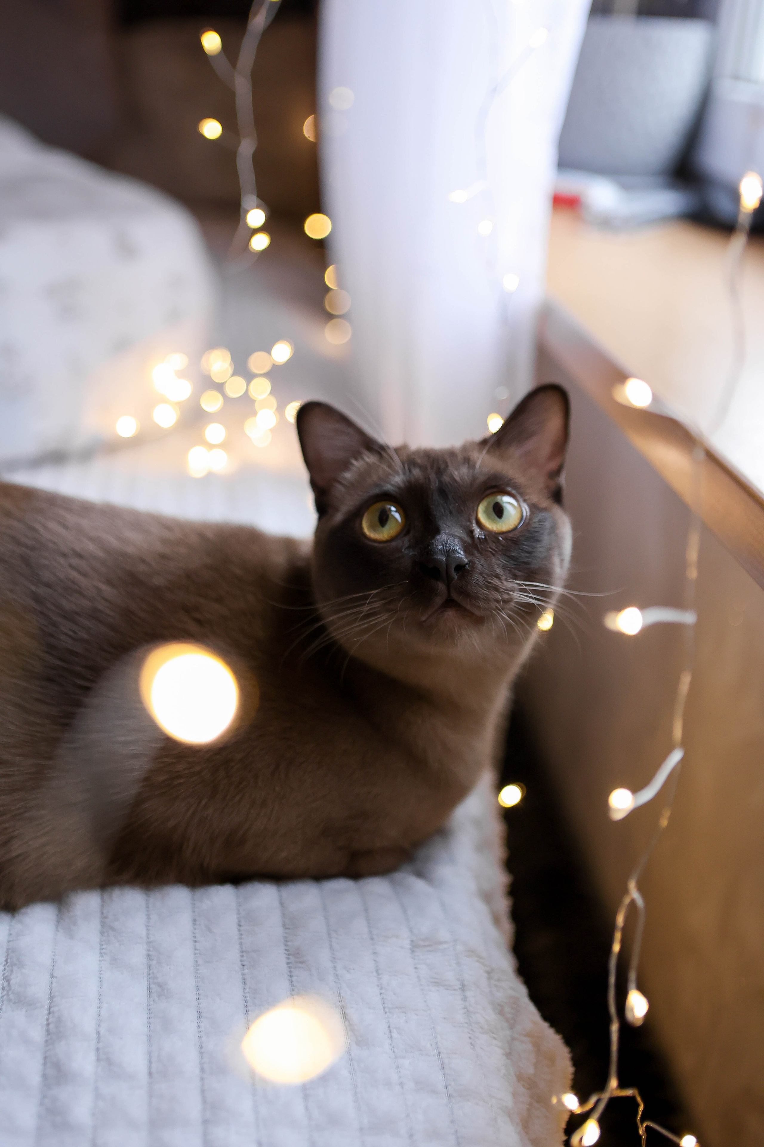 Тимоша. Наталья Косьянова. Ваш фотограф. Москва