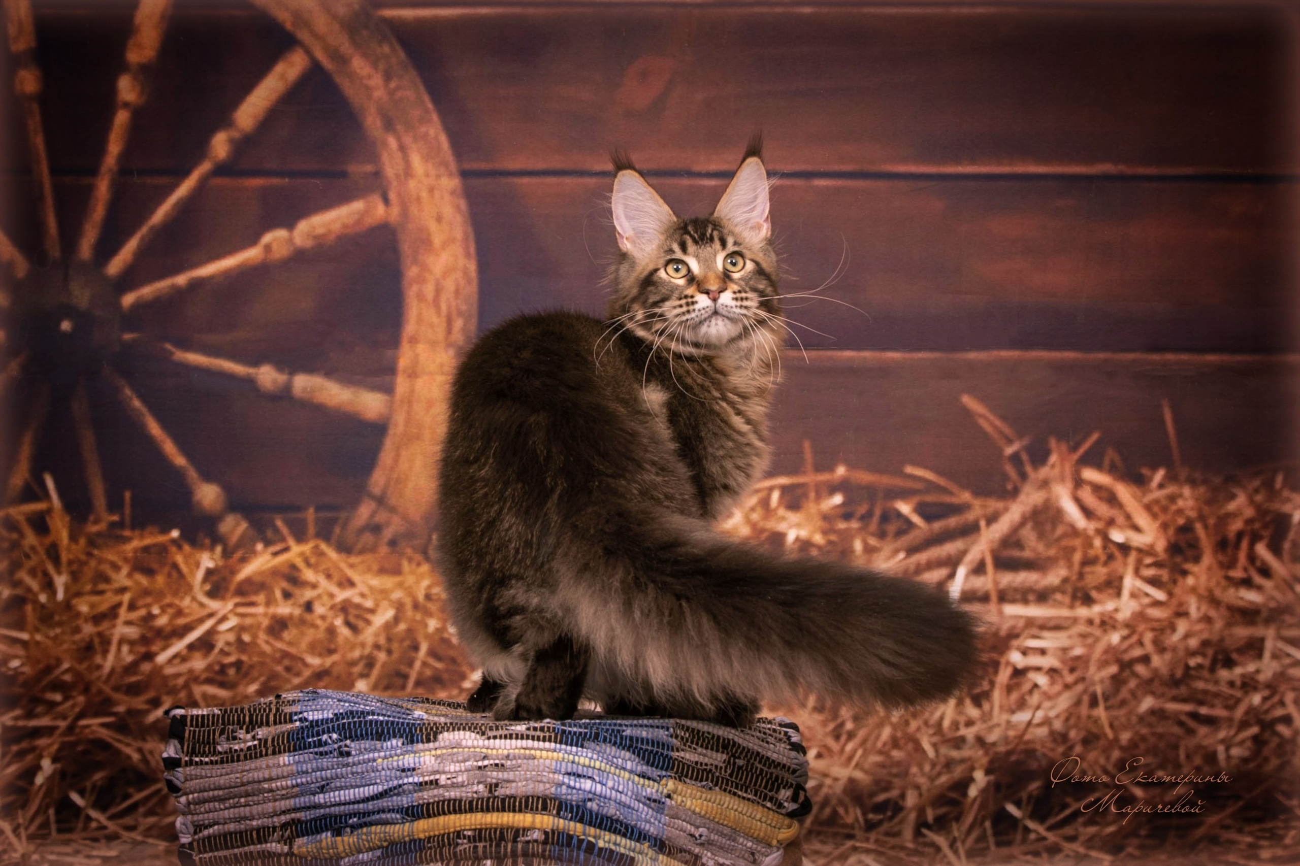 Тематические фоны с рисунком. Фотограф-анималист в Омске Екатерина Маричева