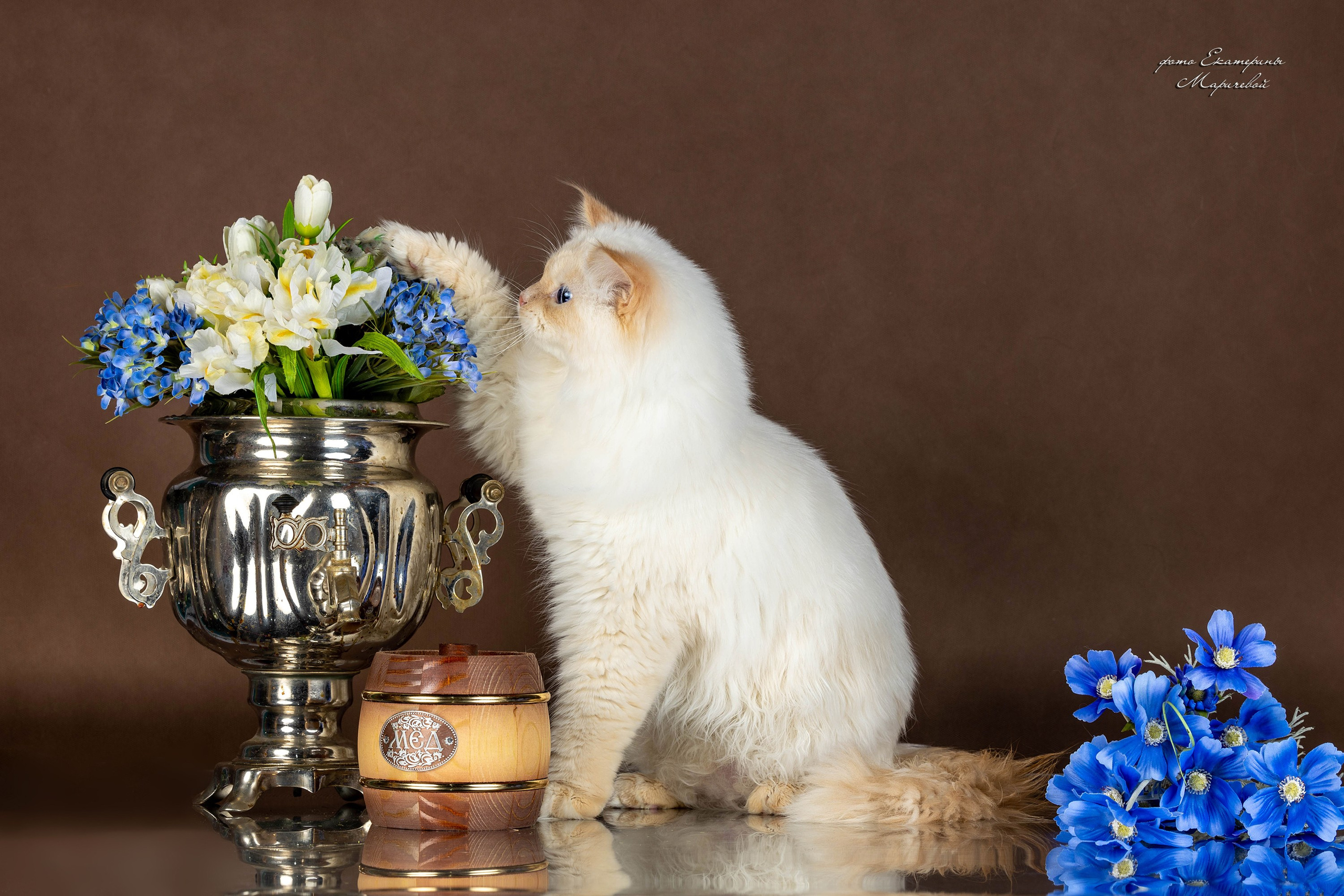 Коричневые фоны. Фотограф-анималист в Омске Екатерина Маричева