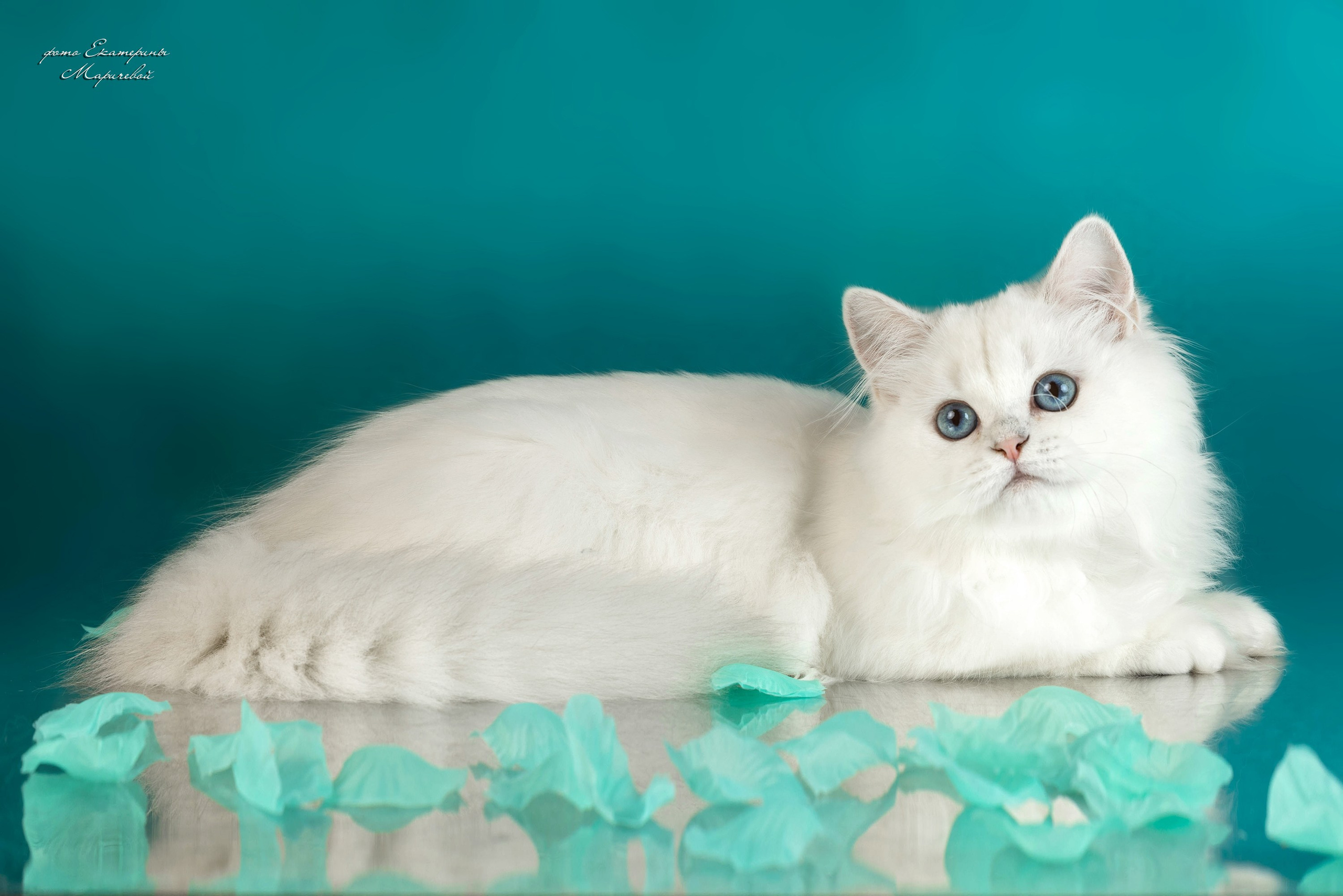 Стендовая съёмка на выставках кошек. Фотограф-анималист в Омске Екатерина Маричева