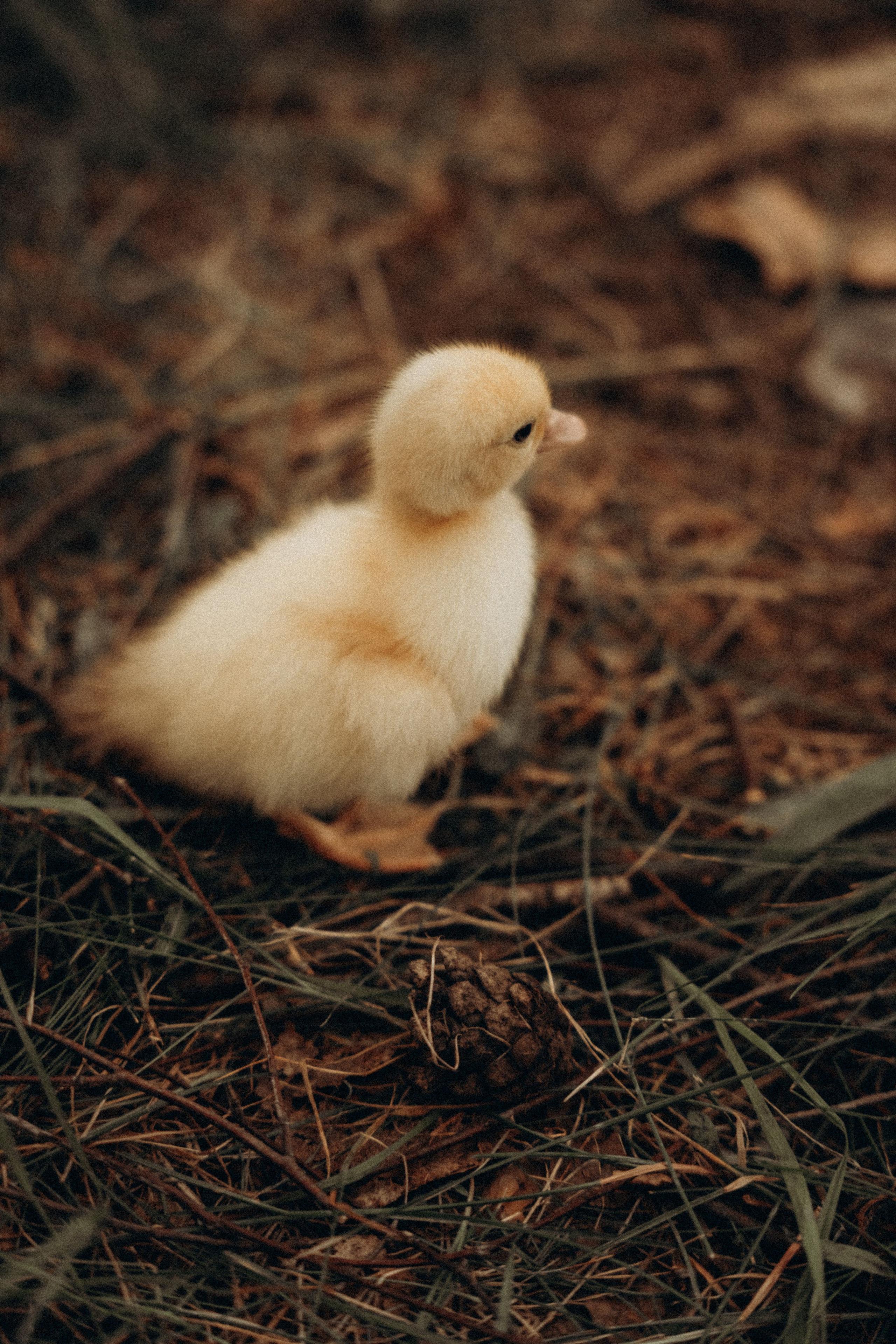 Кристина. Фотограф Мария Миллс | Минск