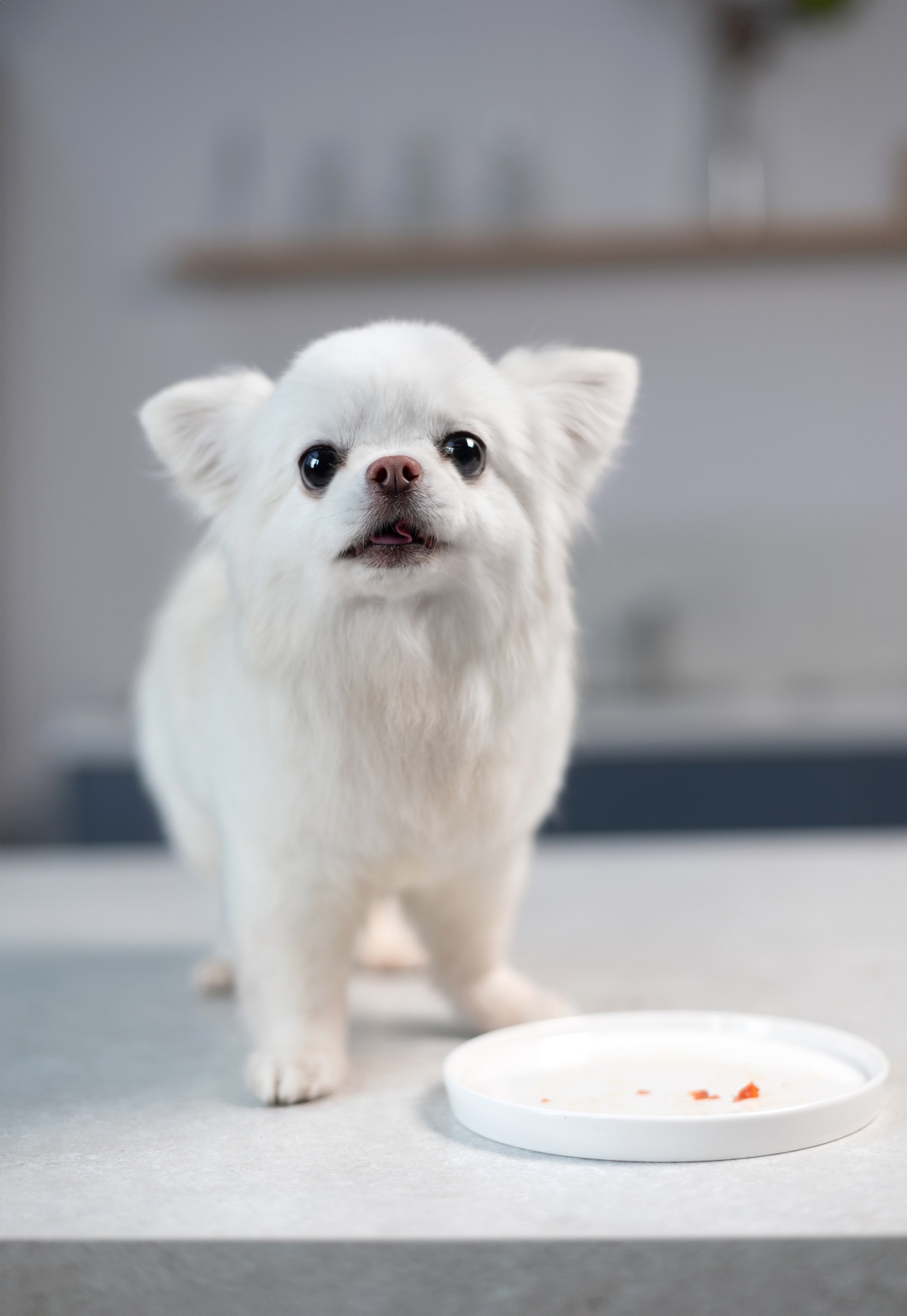 Best for friend (BFF). Фотограф анималист Кристина Карпова, Москва