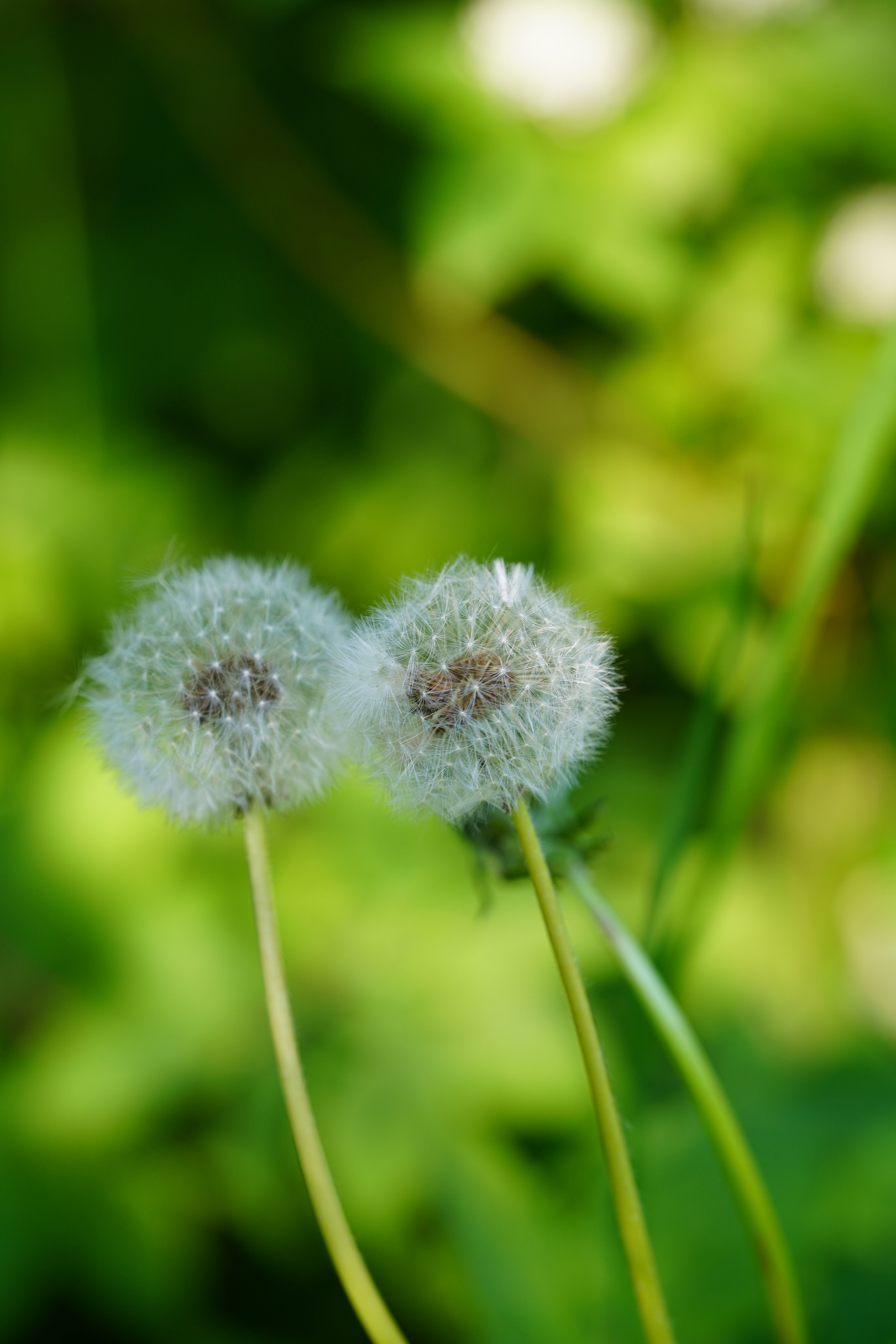 Природа. Фотограф в Москве Мария ~Zagagul~