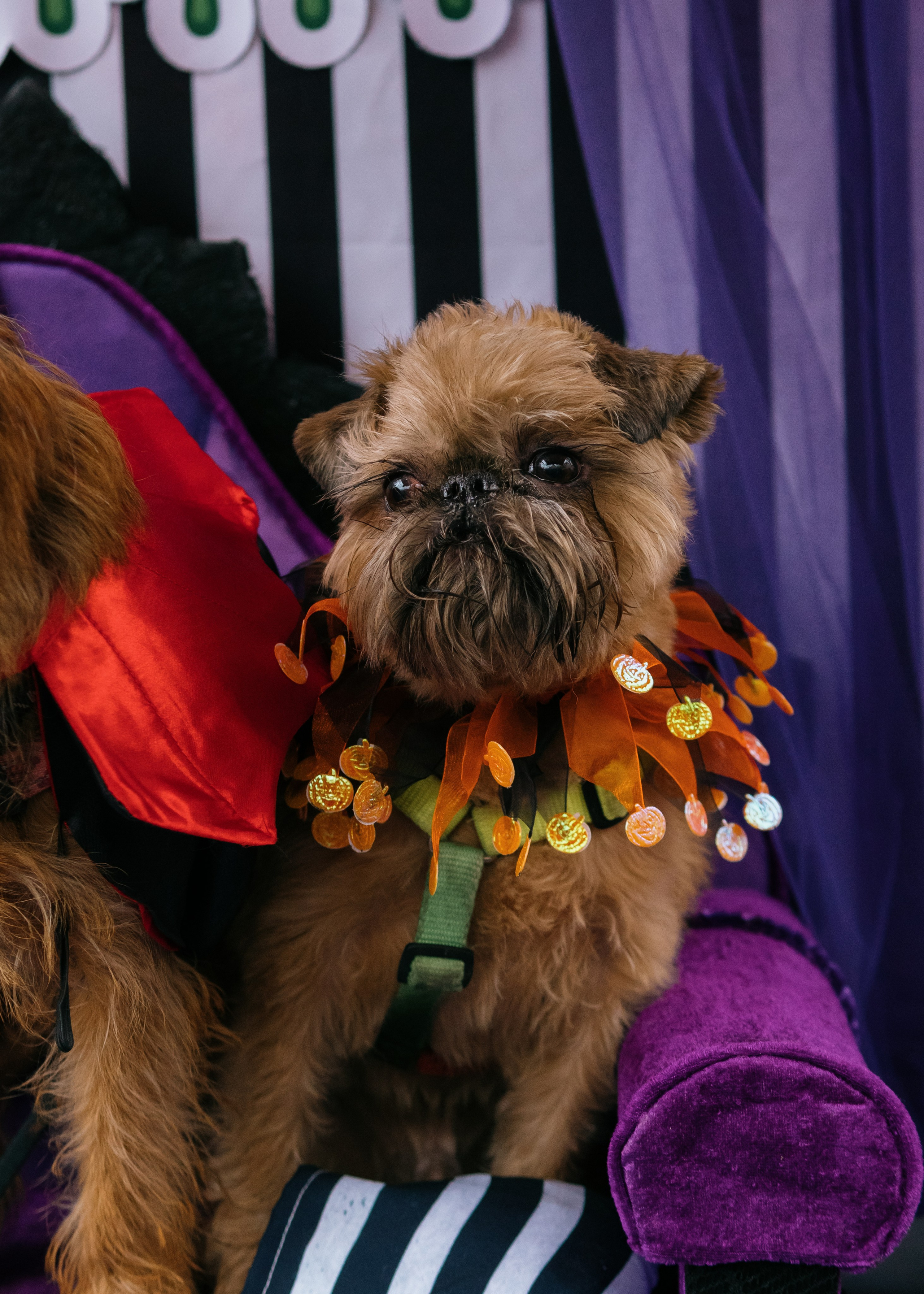 Тематическая встреча породников «Griffween». Фотограф-анималист Ксения Воробьева, Москва