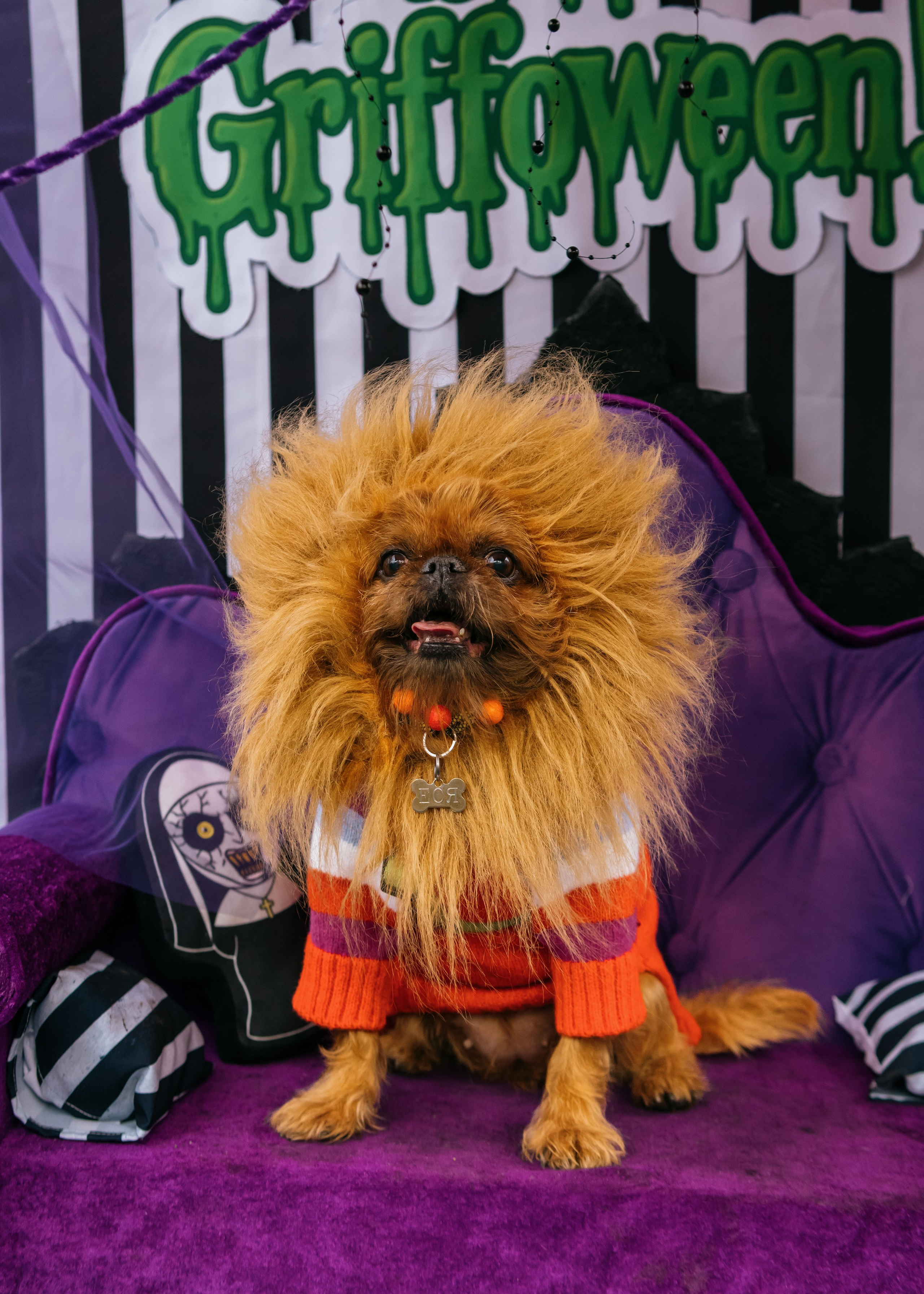 Тематическая встреча породников «Griffween». Фотограф-анималист Ксения Воробьева, Москва