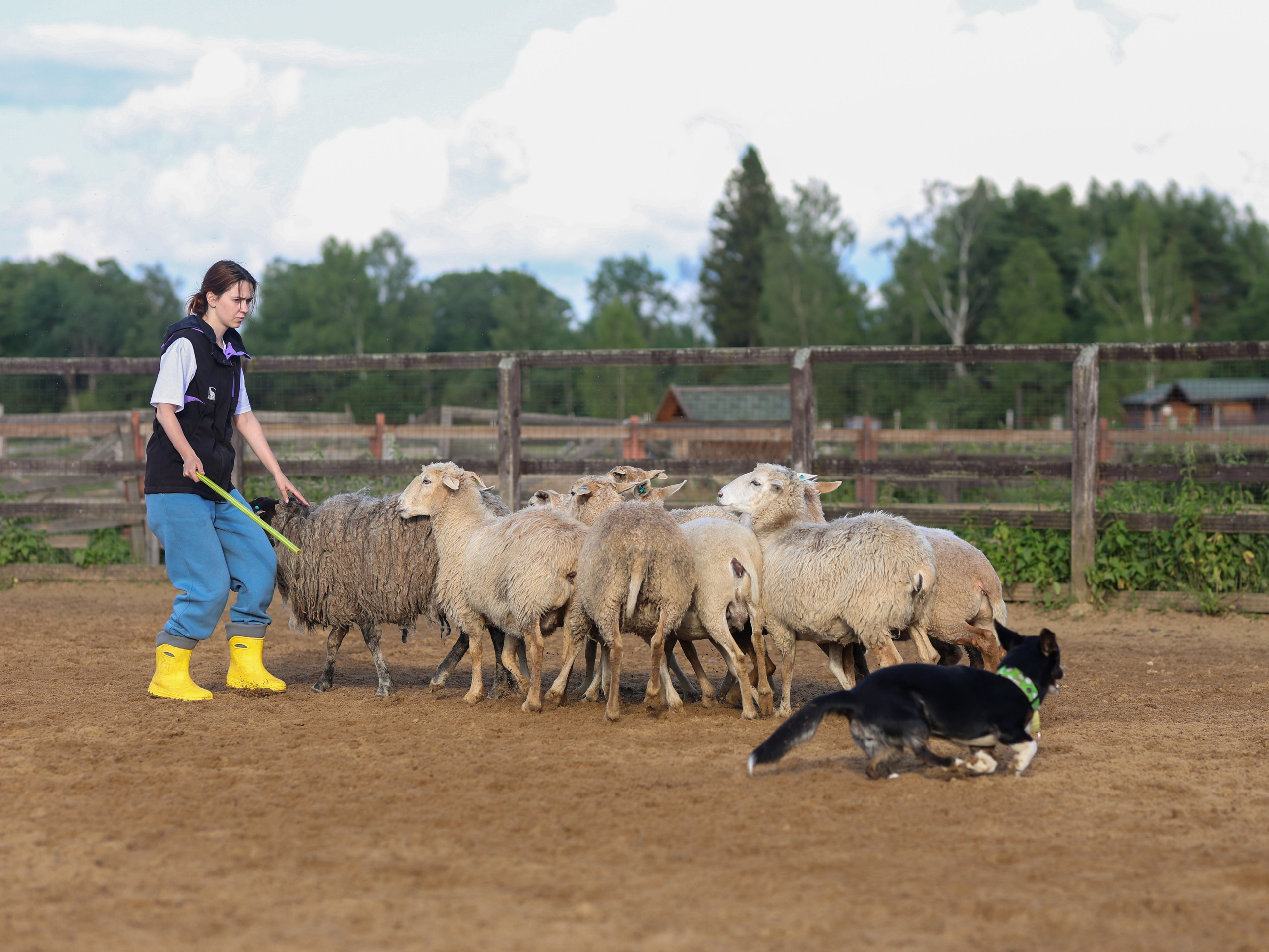 Пастьба. Фотограф-анималист в Москве Кириллова Татьяна