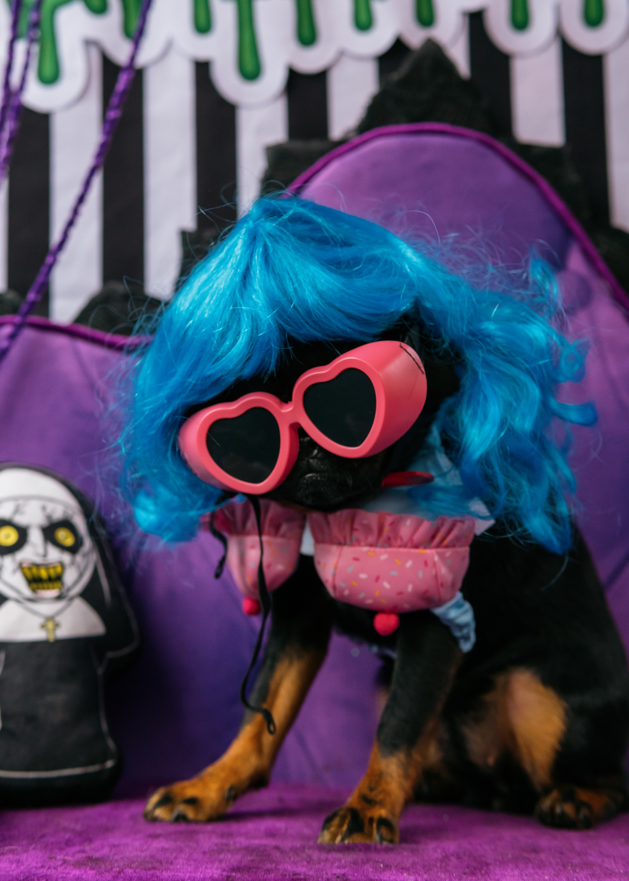 Тематическая встреча породников «Griffween». Фотограф-анималист Ксения Воробьева, Москва