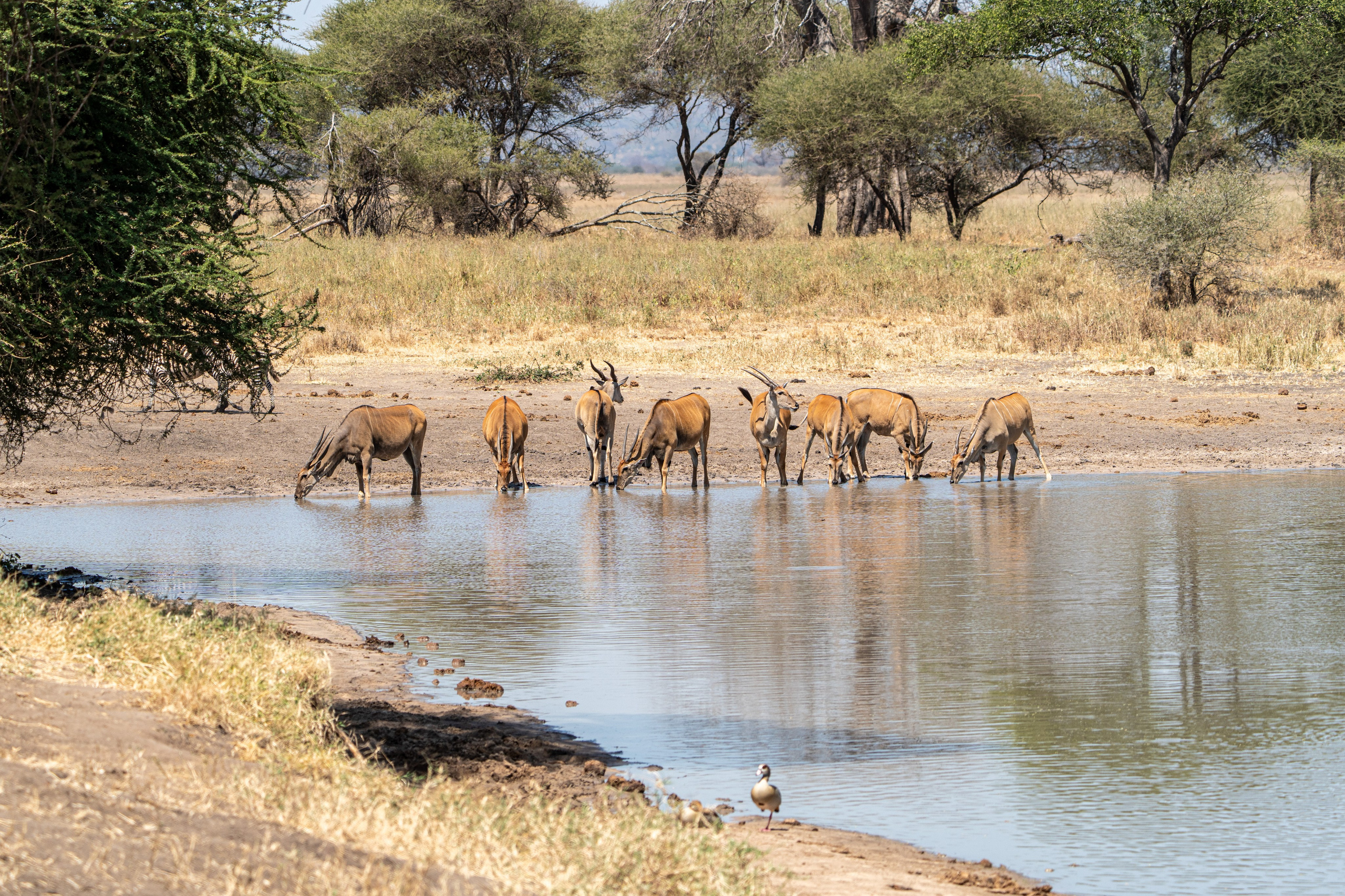 Танзания, сафари, 2025. Творческие сьемки