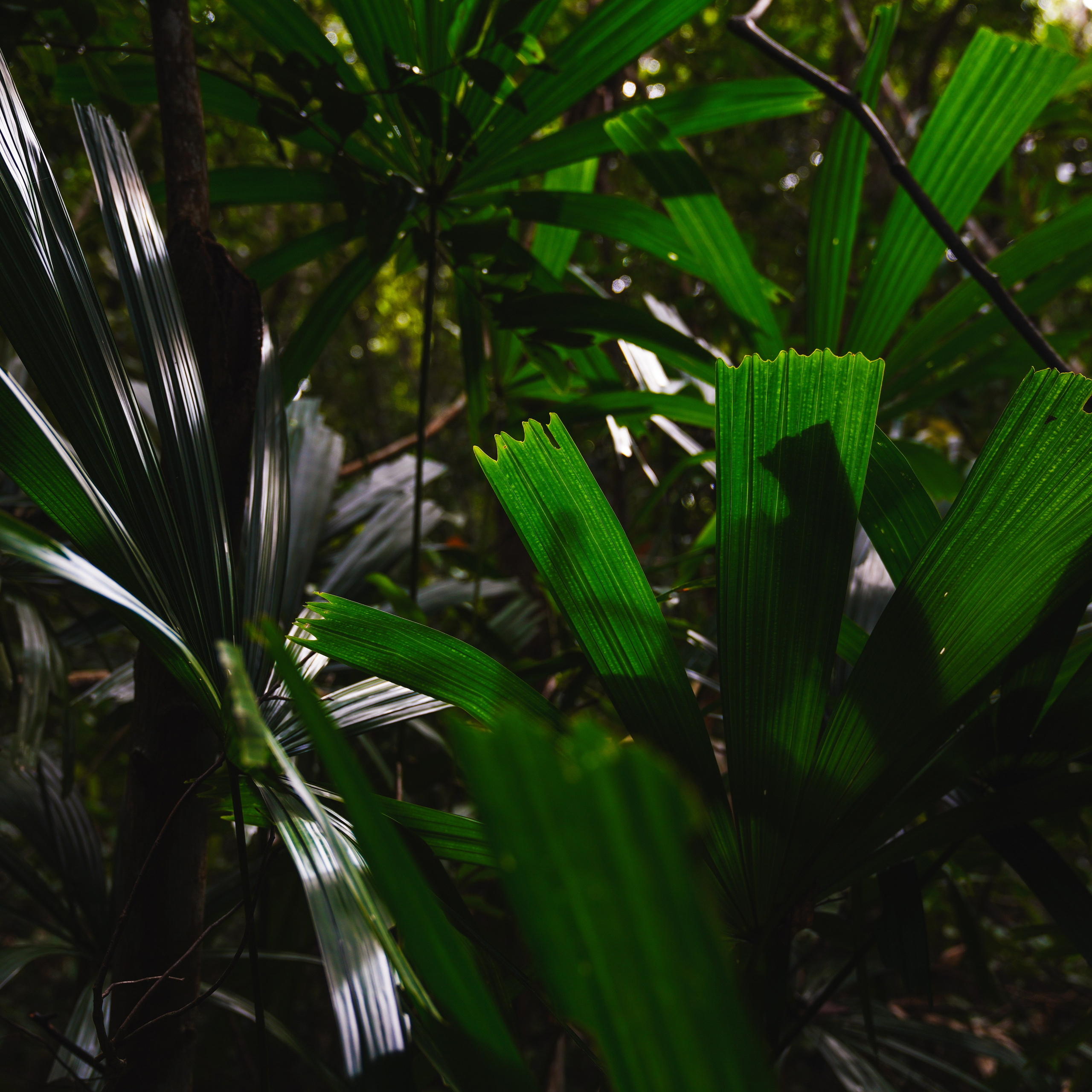 Остров Фукуок, Вьетнам. Фотограф Сергей Кишкель Дананг Нячанг Фукуок