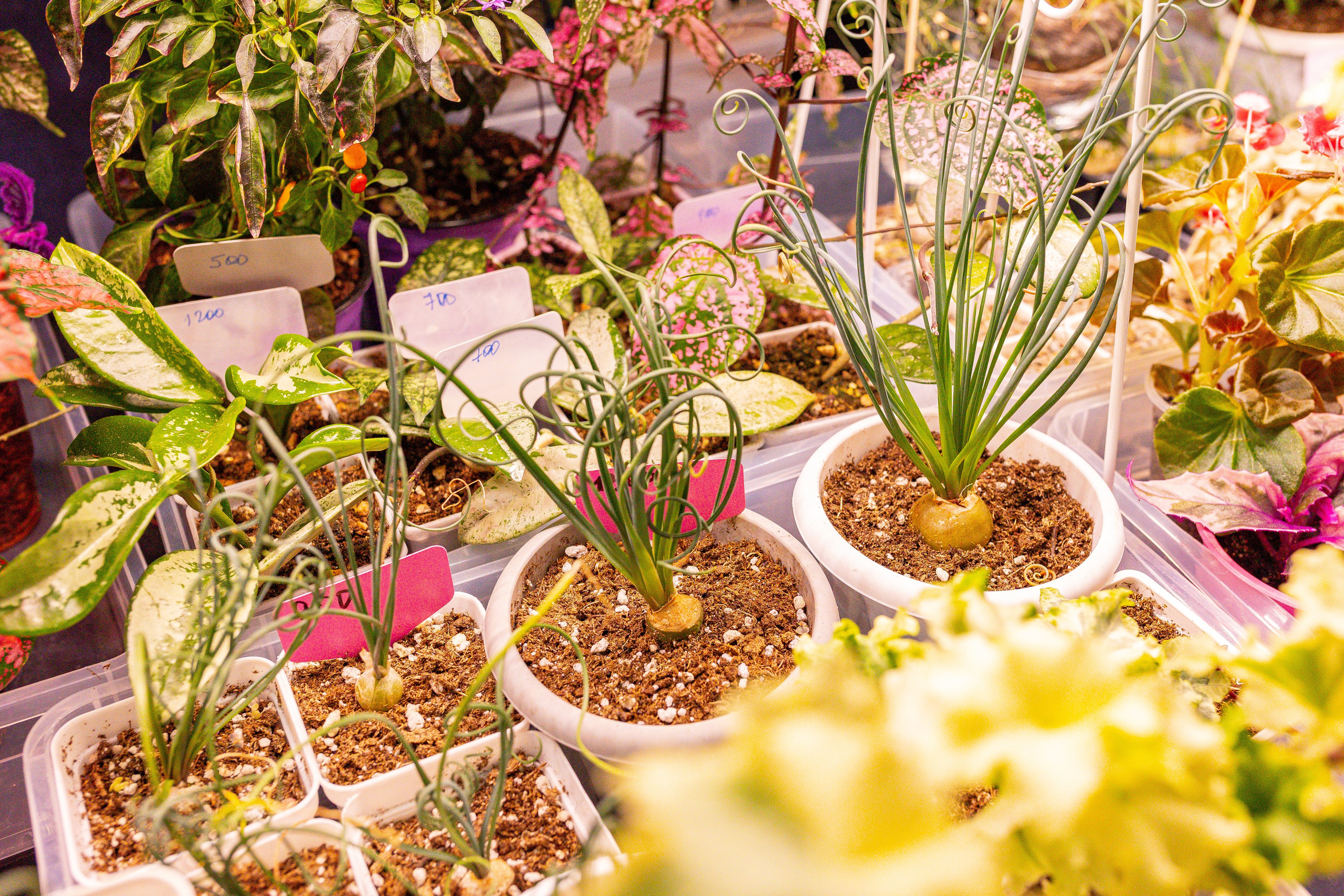 Монстериум 11–12 октября. Александра Куликова фотограф, Москва