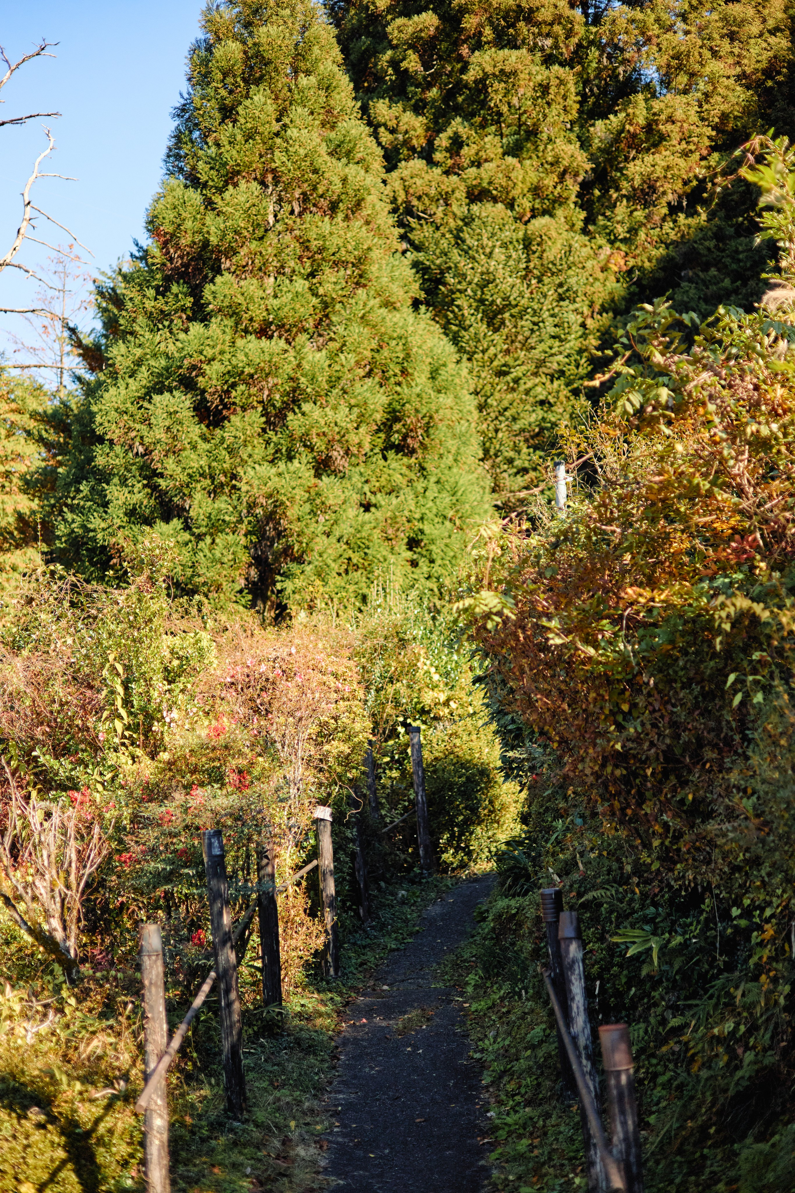 Япония. Профессиональный Фотограф во Владимире, в Москве и в Суздале — Полина Романычева