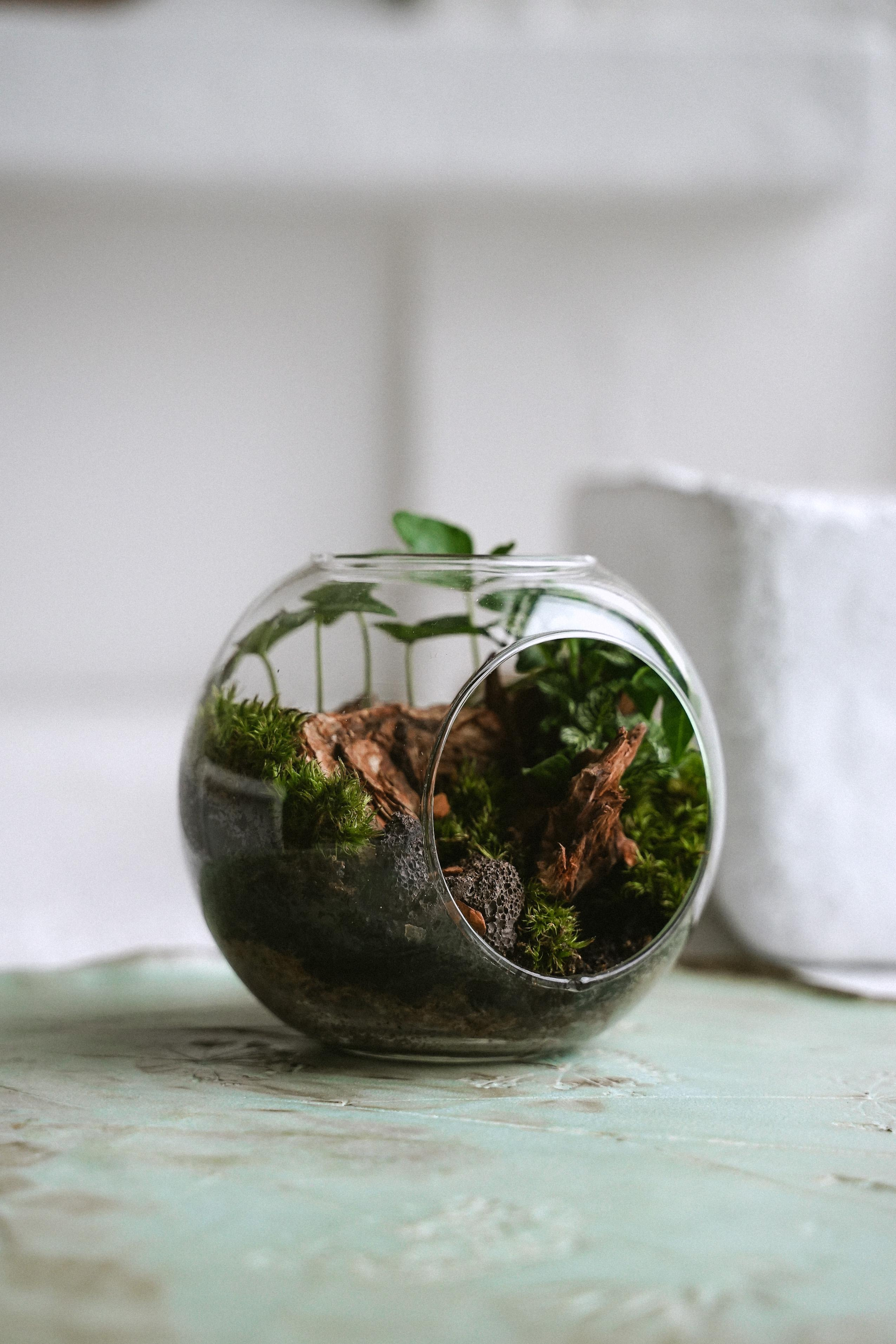 Florarium. Nadezhda Migunova, Photographer