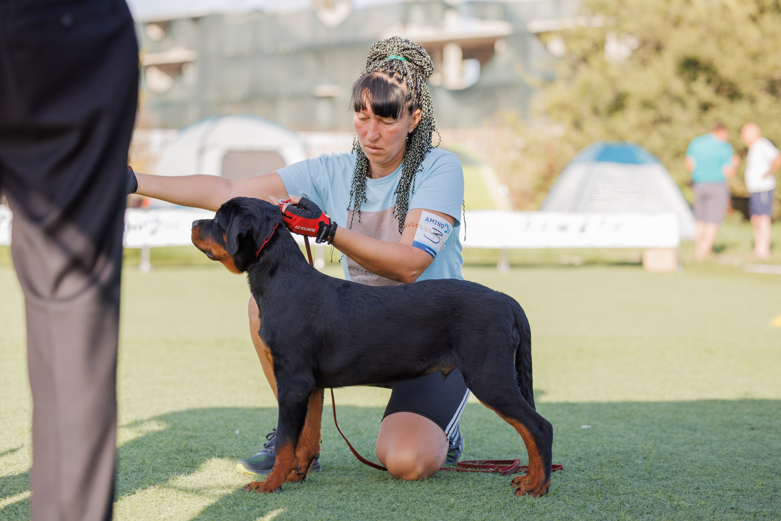 Анапа ротвейлеры 14-15.09.2024. Фотограф-анималист Юлия Германика