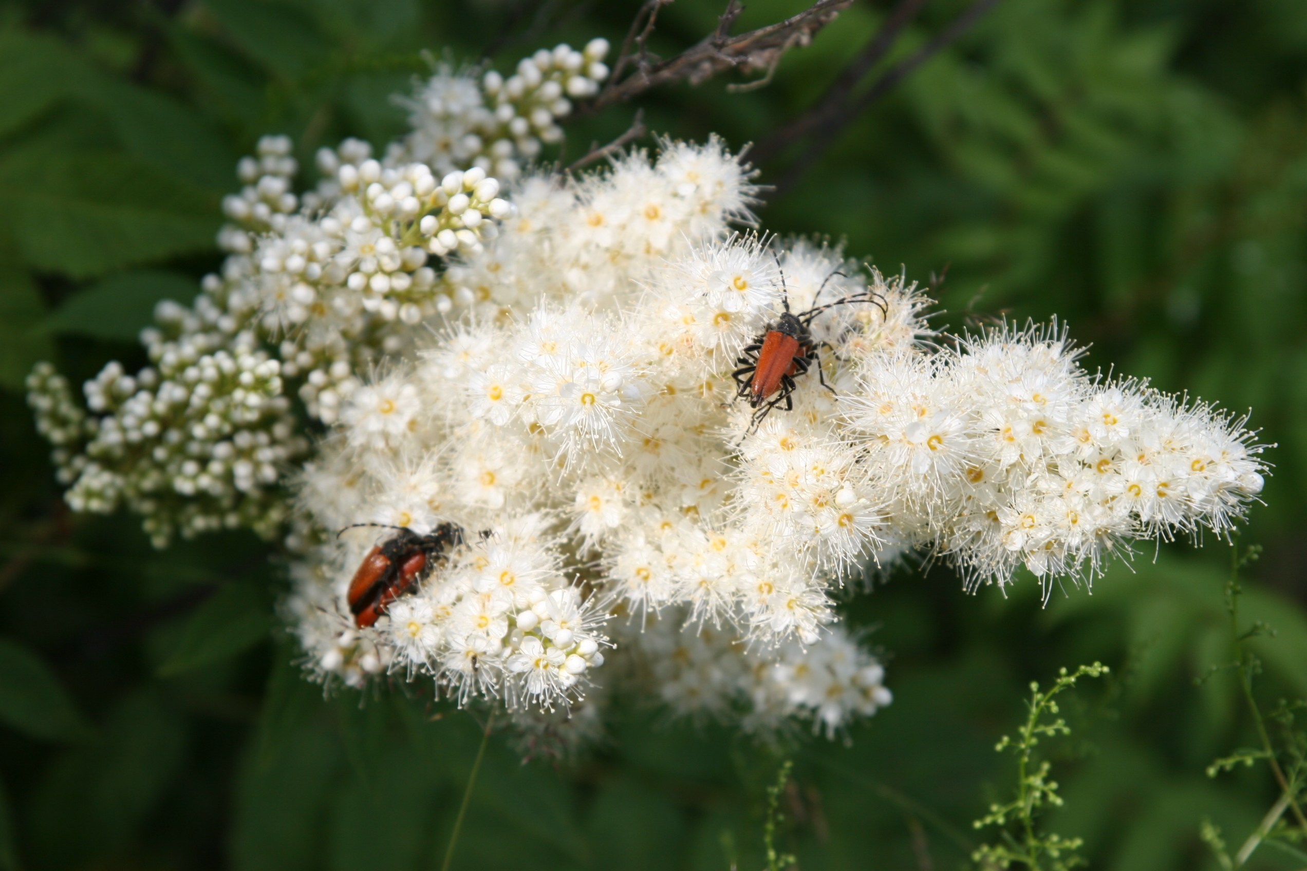 Фото Природы Забайкалья. Студия Максима Белослюдцева