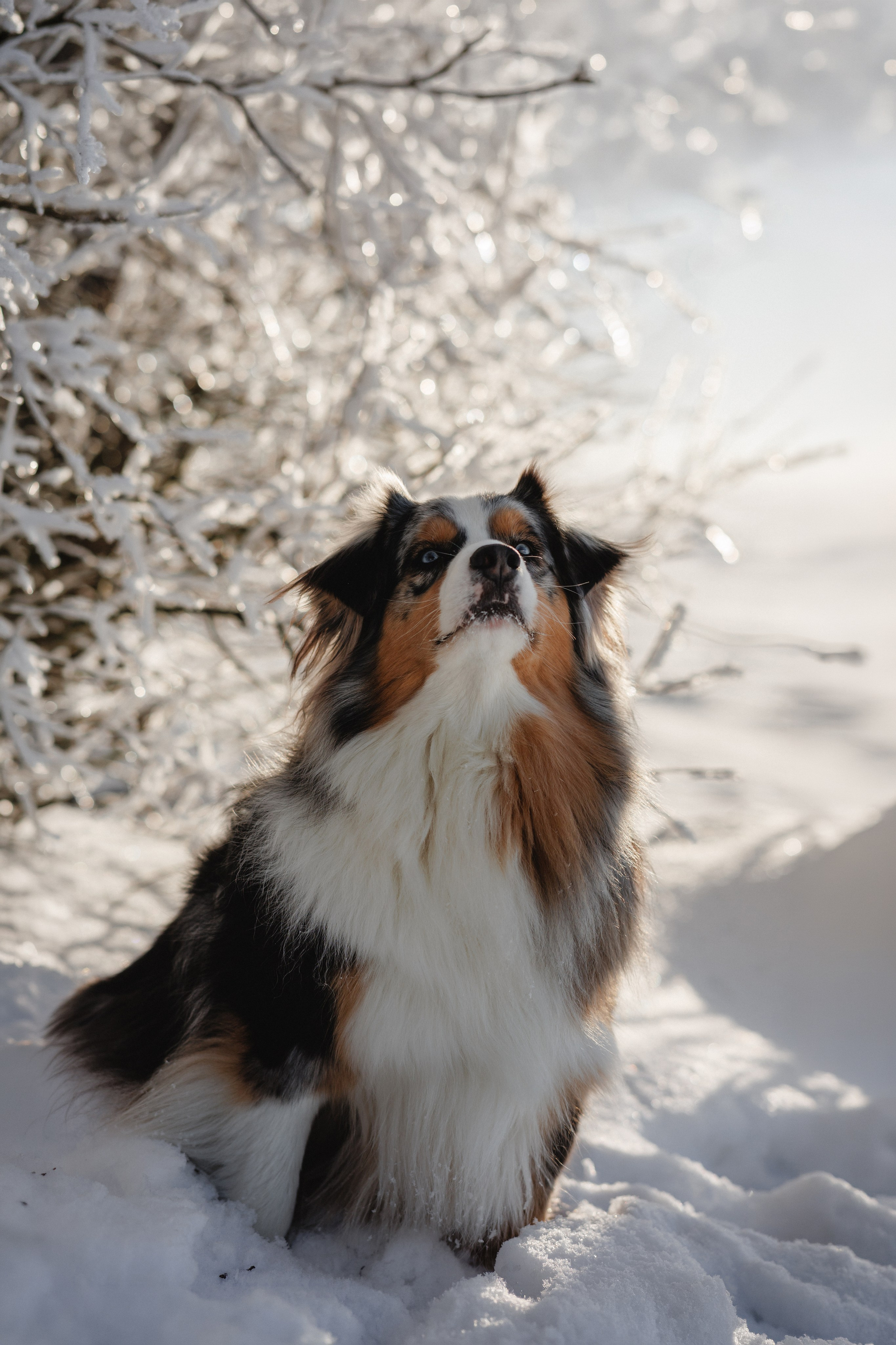 Константин и Локи. Фотограф в Санкт-Петербурге Алёна Губинская