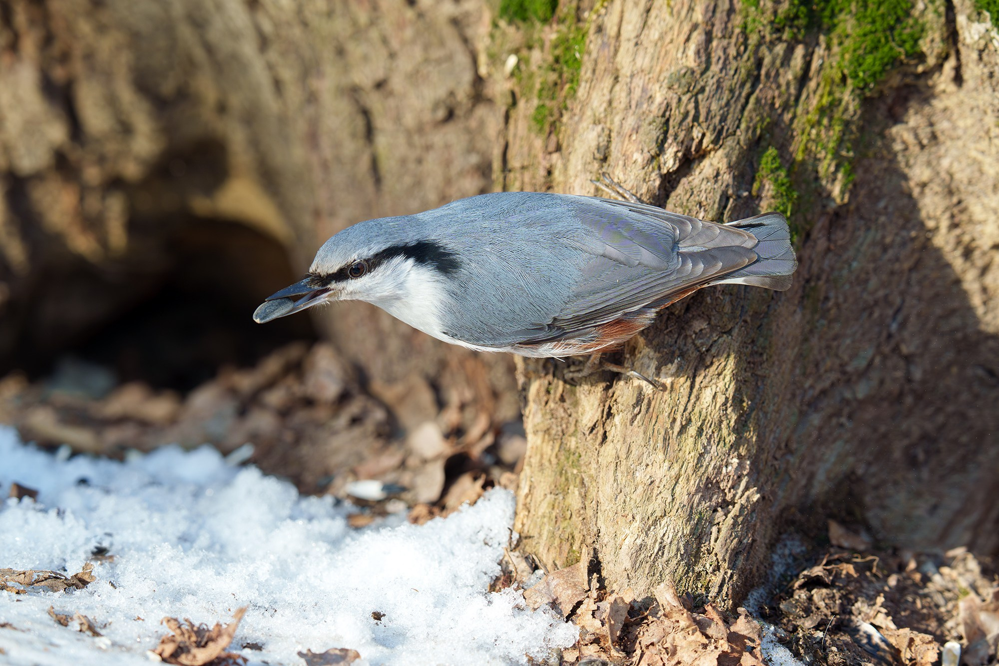 Удивительные мир птиц. Вокруг нас столько прекрасного — присмотритесь!. Ваш личный фотограф Марина Волкова
