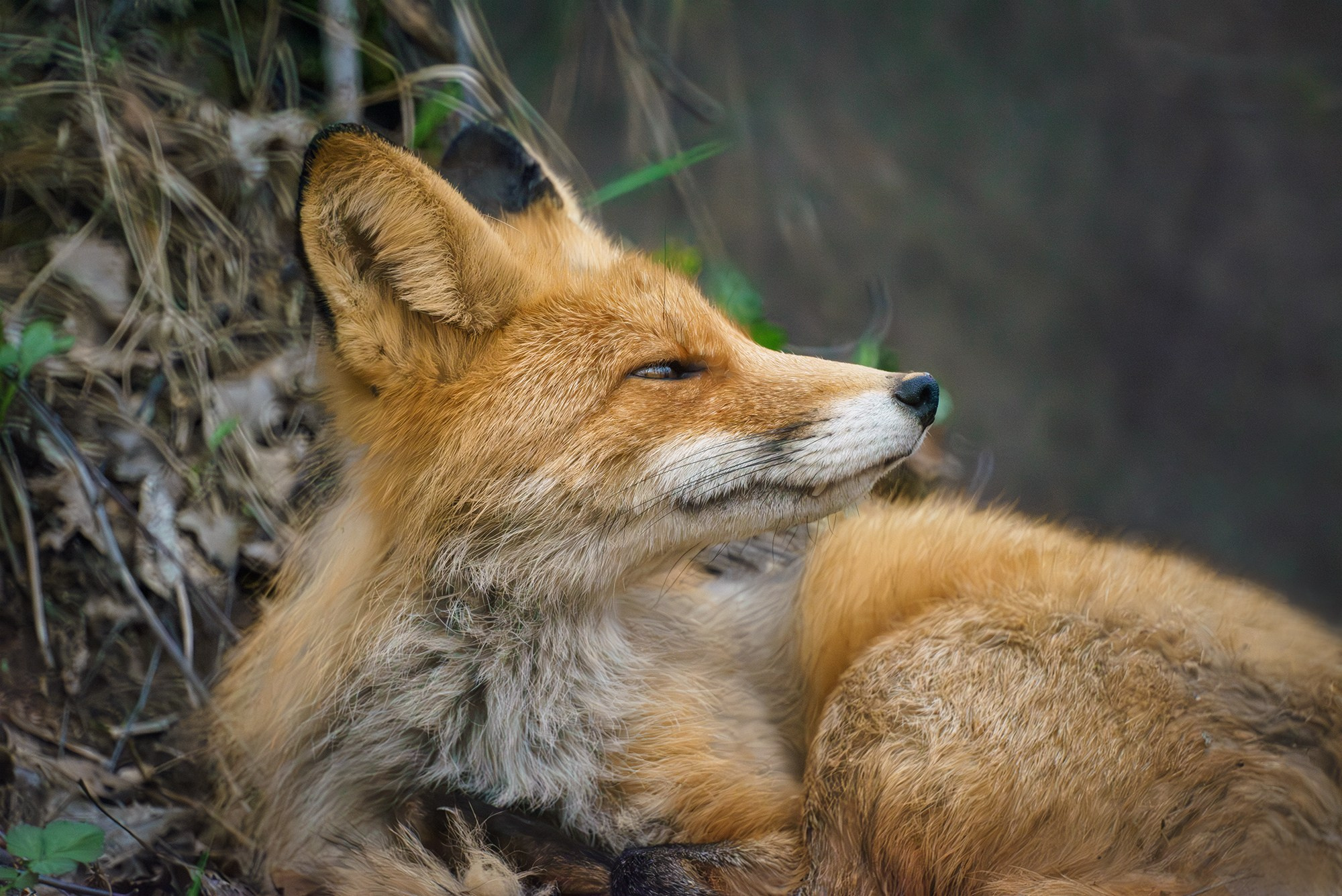 Животные. Ваш личный фотограф Марина Волкова