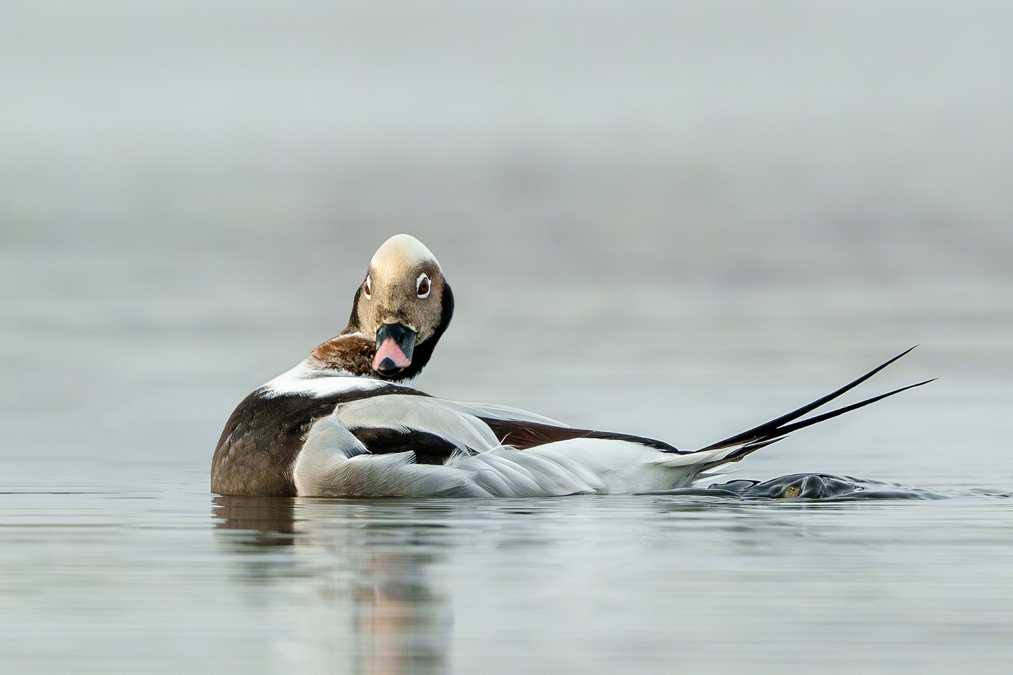 Удивительные мир птиц. Вокруг нас столько прекрасного — присмотритесь!. Ваш личный фотограф Марина Волкова