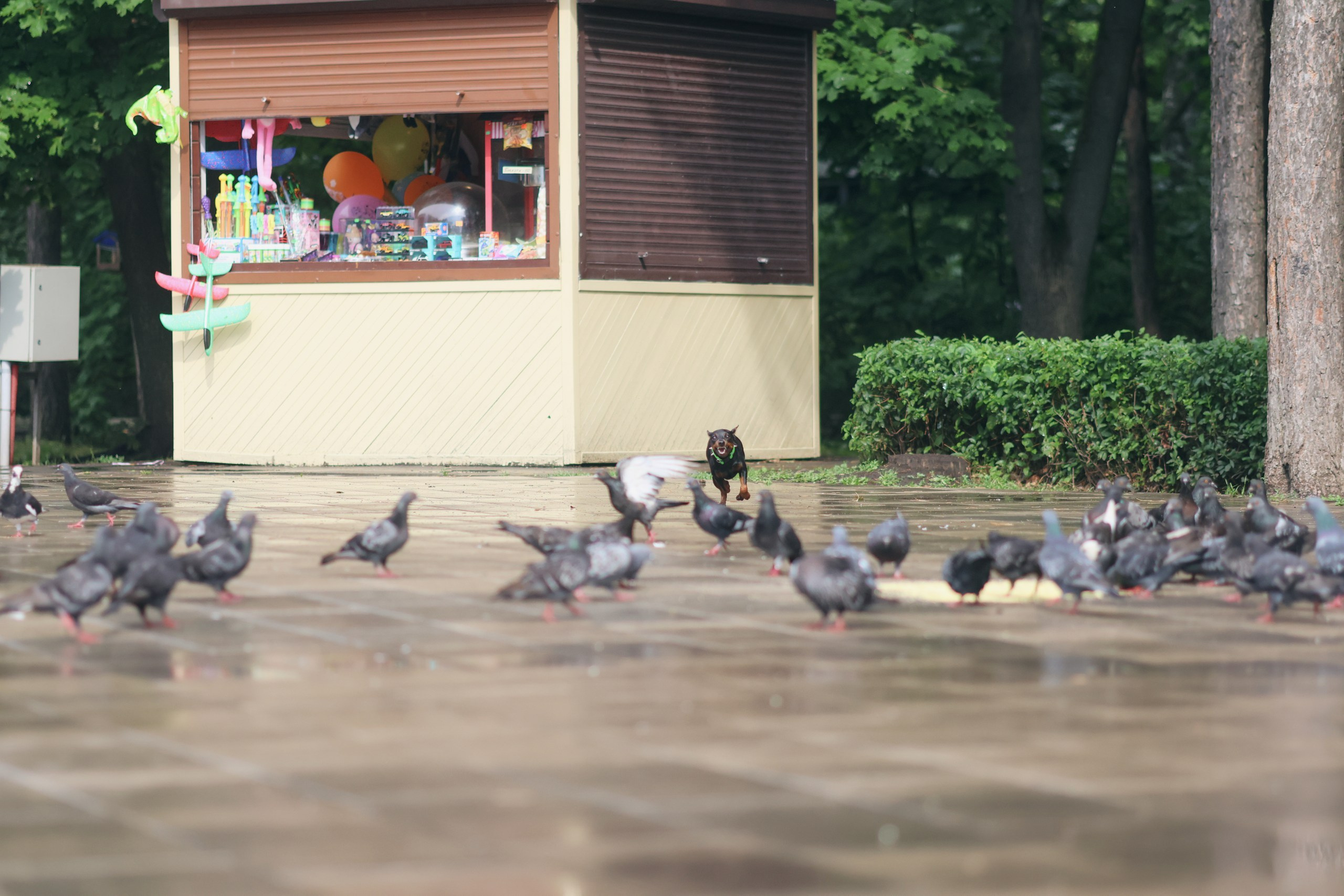 Четыре Лапы. Свадебный и репортажный фотограф Дмитрий Кононенко