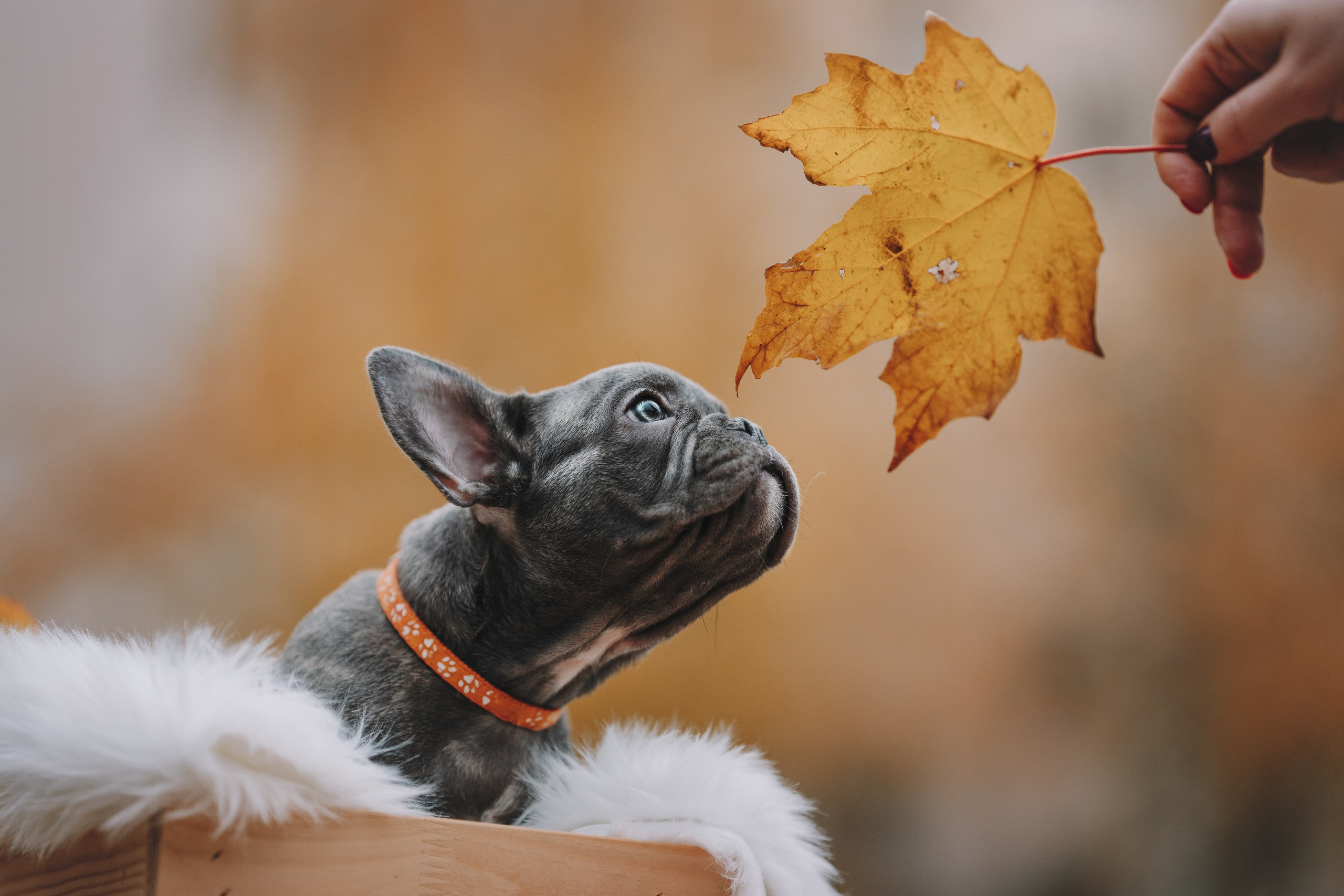 Французские бульдоги. Фотограф анималист Осипчикова Мария
