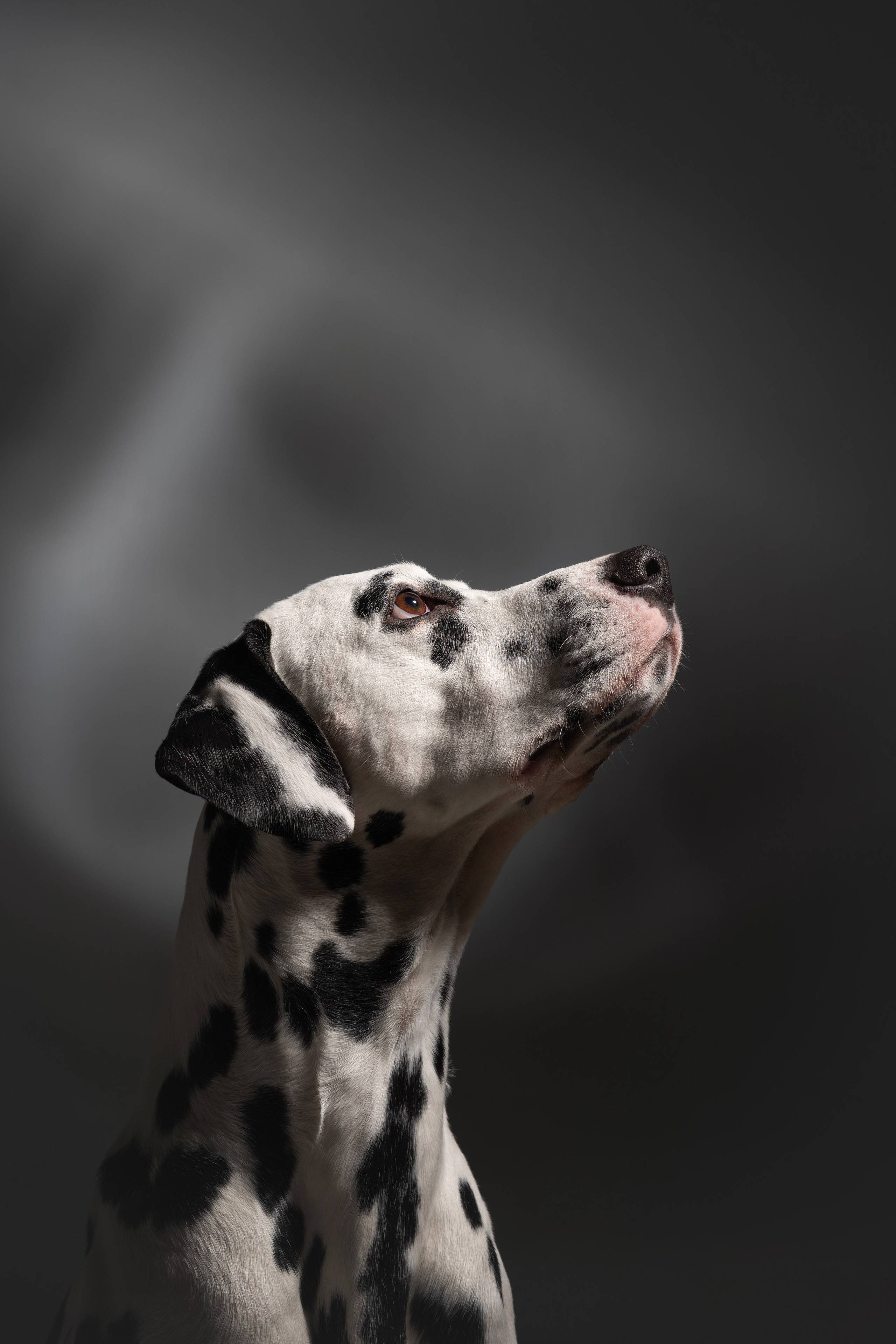 Тейл. Фотограф анималист Осипчикова Мария