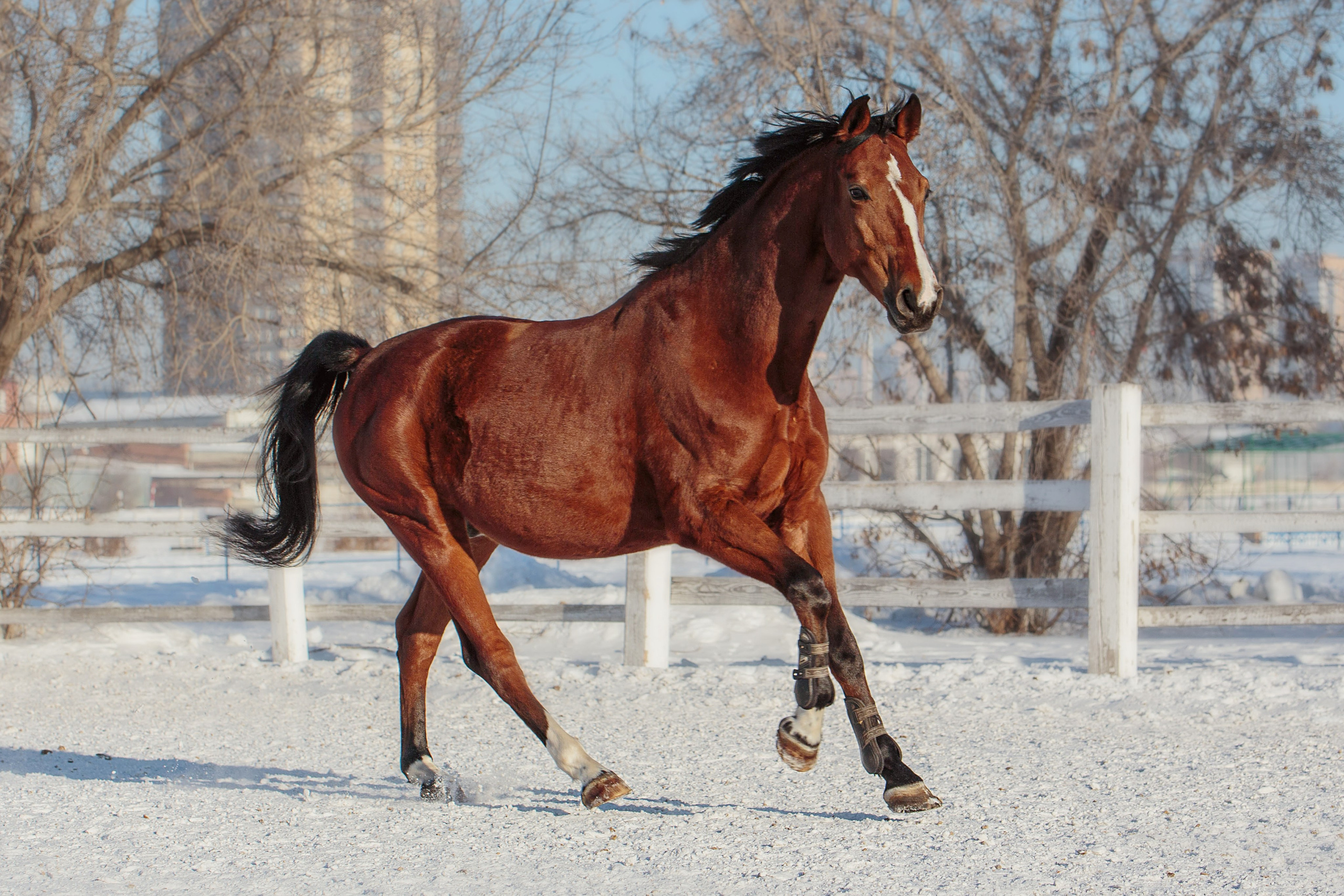 Лошади зимой. Конный фотограф в Красноярске — Любовь Похабова