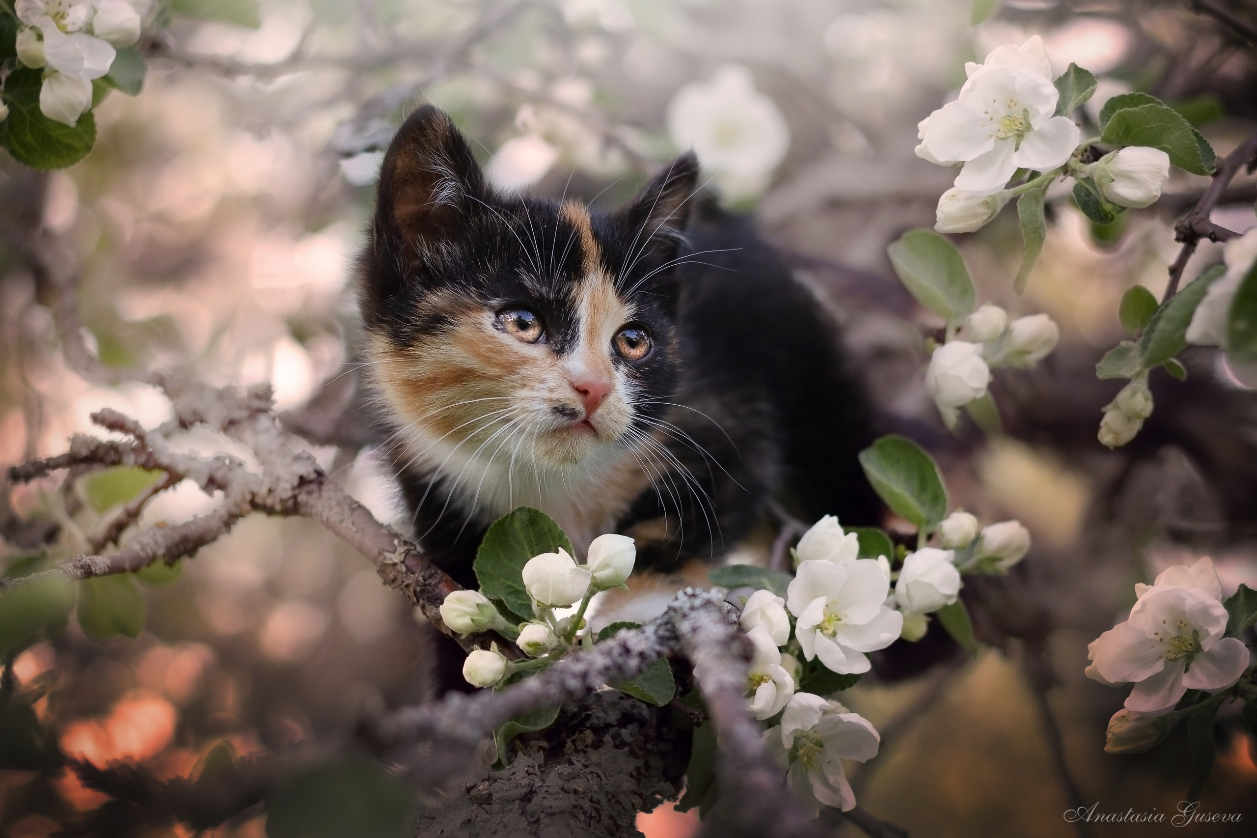 Фотосъёмка кошек. Семейный и анималист фотограф в Переславле Анастасия Гусева