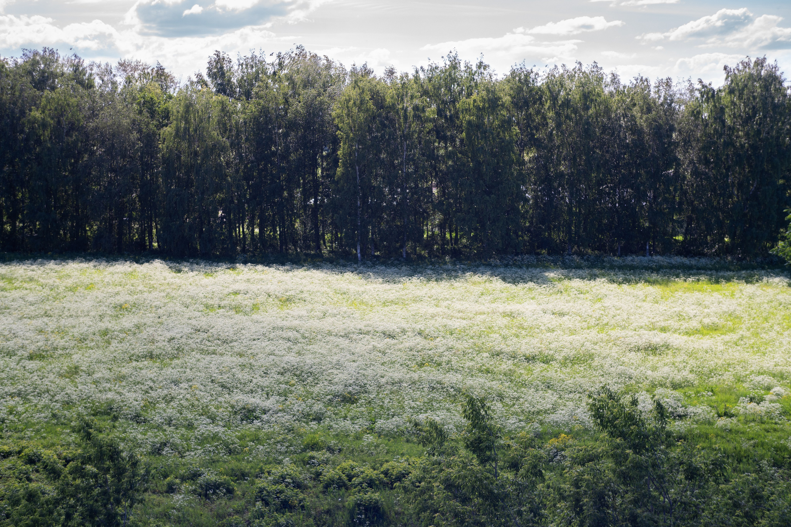 Суздаль 2024. Легкая фотография